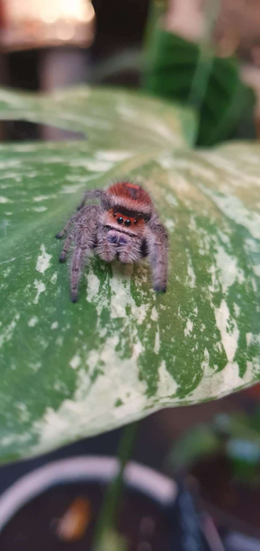 Phidippus regius - Skakun Phidippus regius aventura L3 | Terra Market