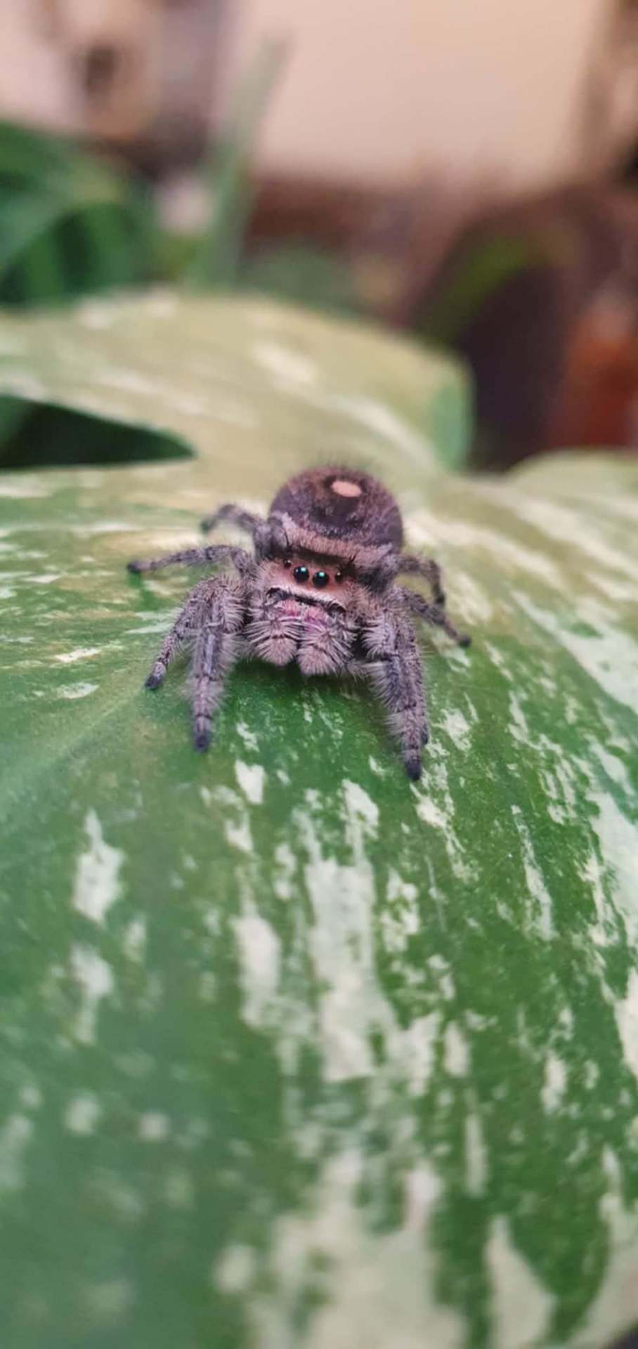 Phidippus regius - Skakun Phidippus regius lake okeechobee L3 | Terra Market
