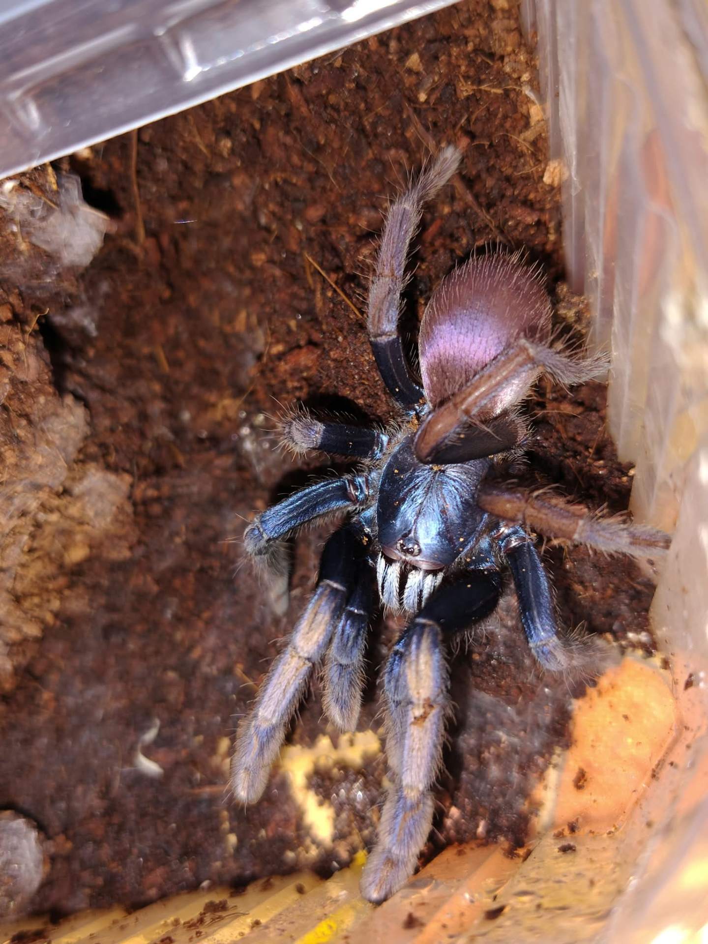 Haplocastus devamatha - Ptasznik Cilantica devamatha L1 | Terra Market