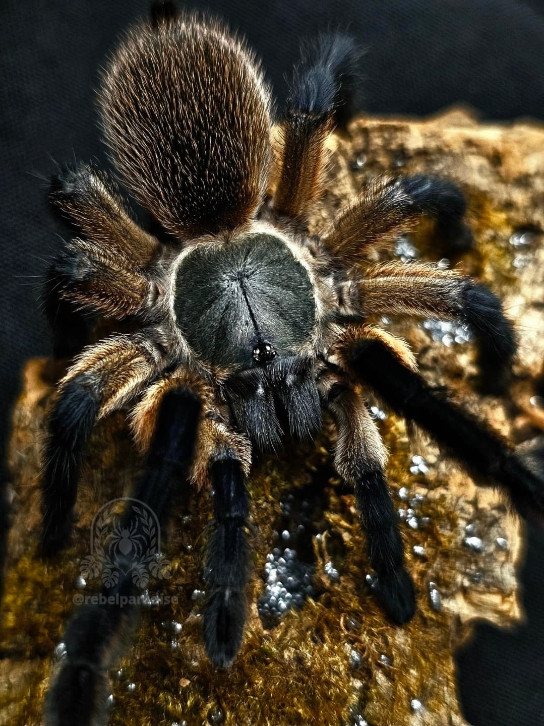 Monocentropus balfouri - Ptasznik Monocentropus balfouri L2 | Terra Market