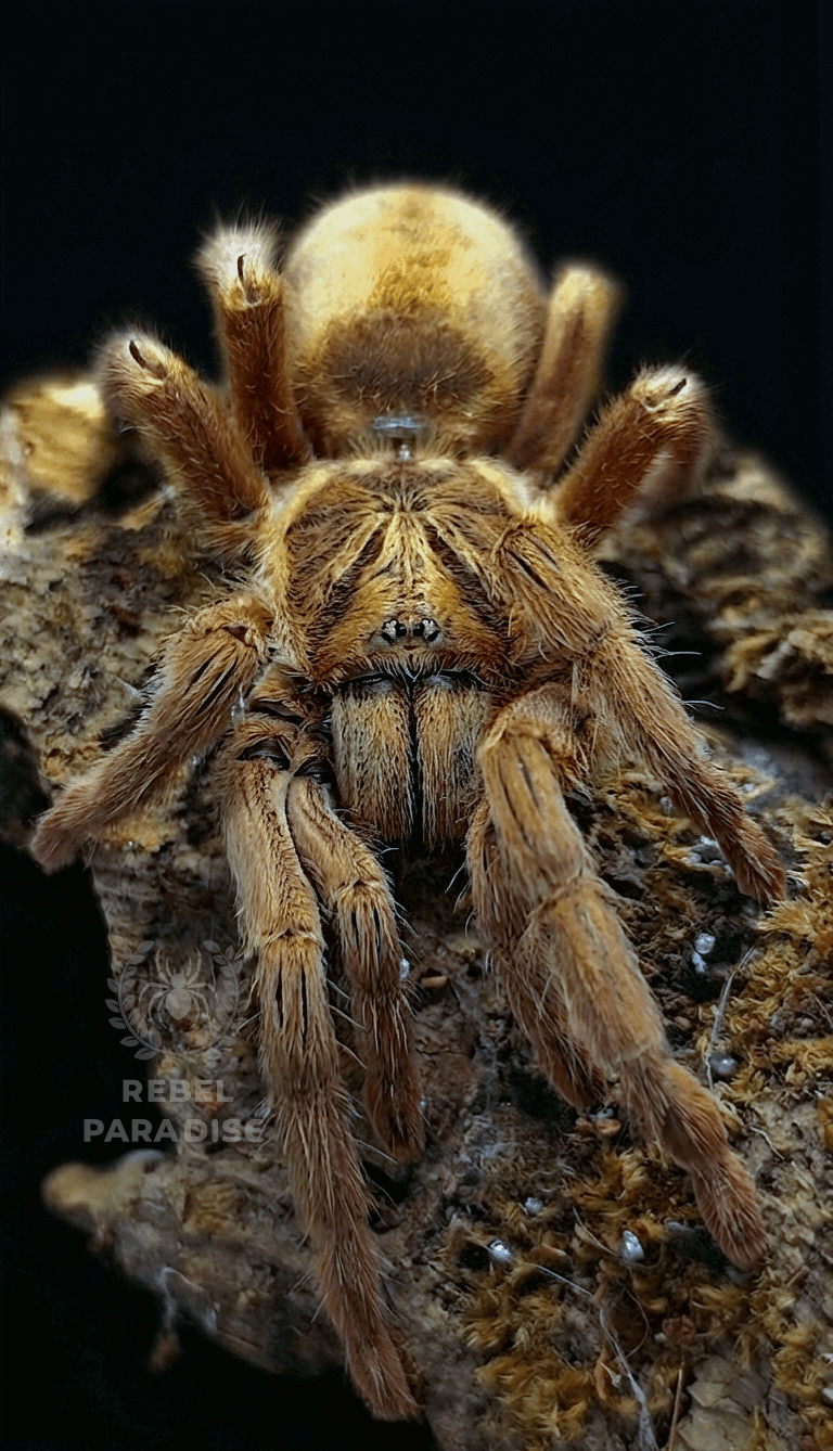 Neoholothele incei - Ptasznik Neoholothele incei gold L2 | Terra Market