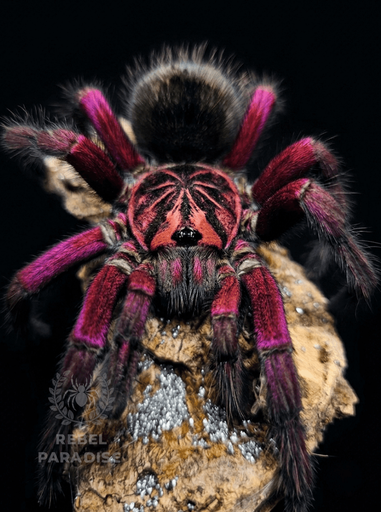 Pamphobeteus sp. Machala - Ptasznik Pamphobeteus sp machala L2 | Terra Market