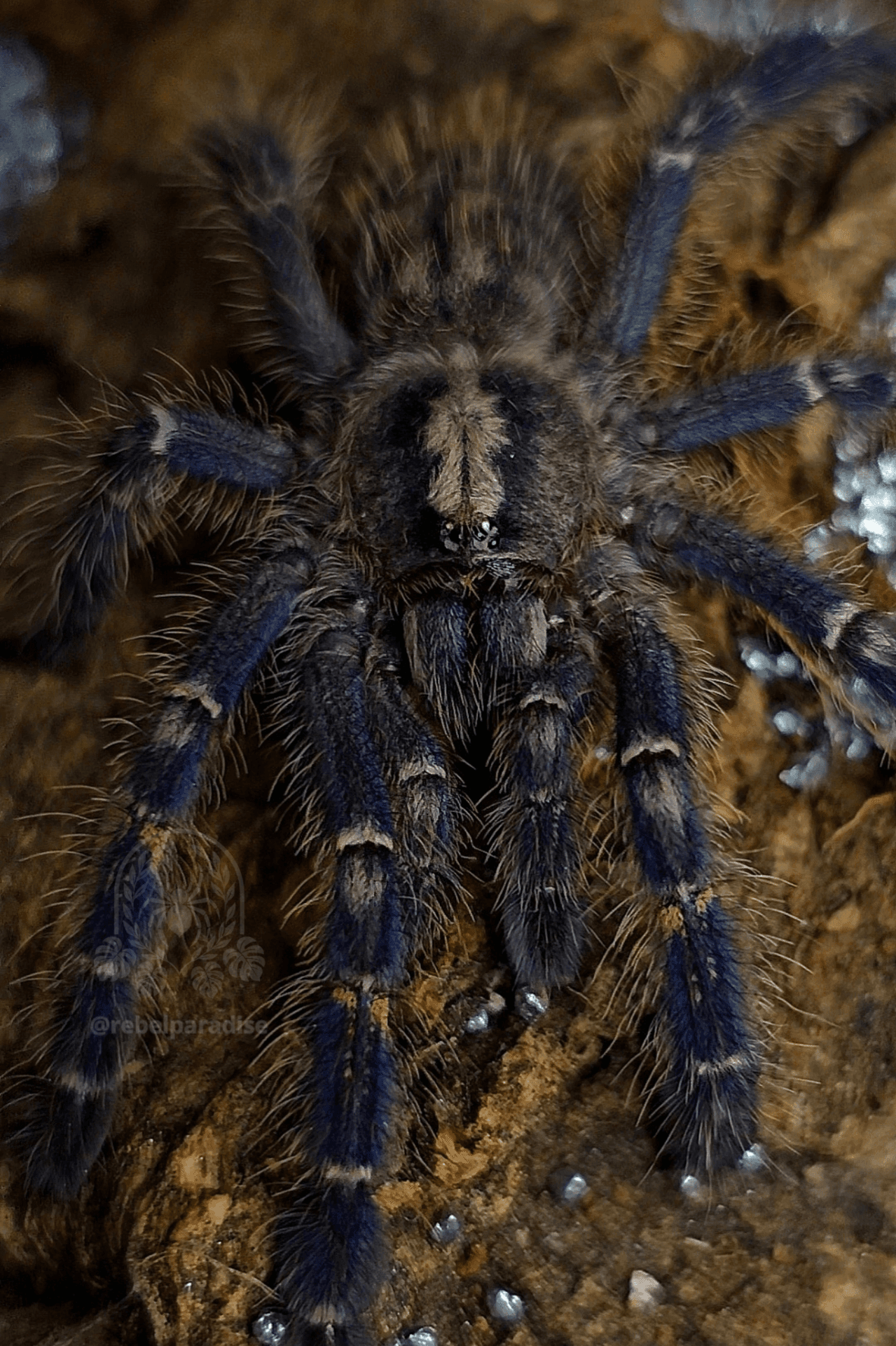 Poecilotheria metallica - Ptasznik Poecilotheria metallica samica 2DC | Terra Market
