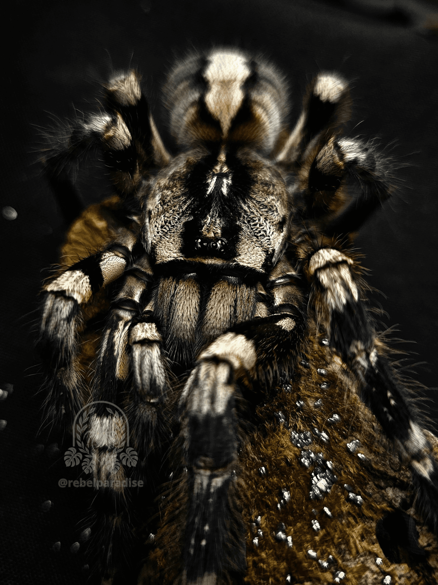 Poecilotheria regalis - Ptasznik Poecilotheria regalis L4 | Terra Market