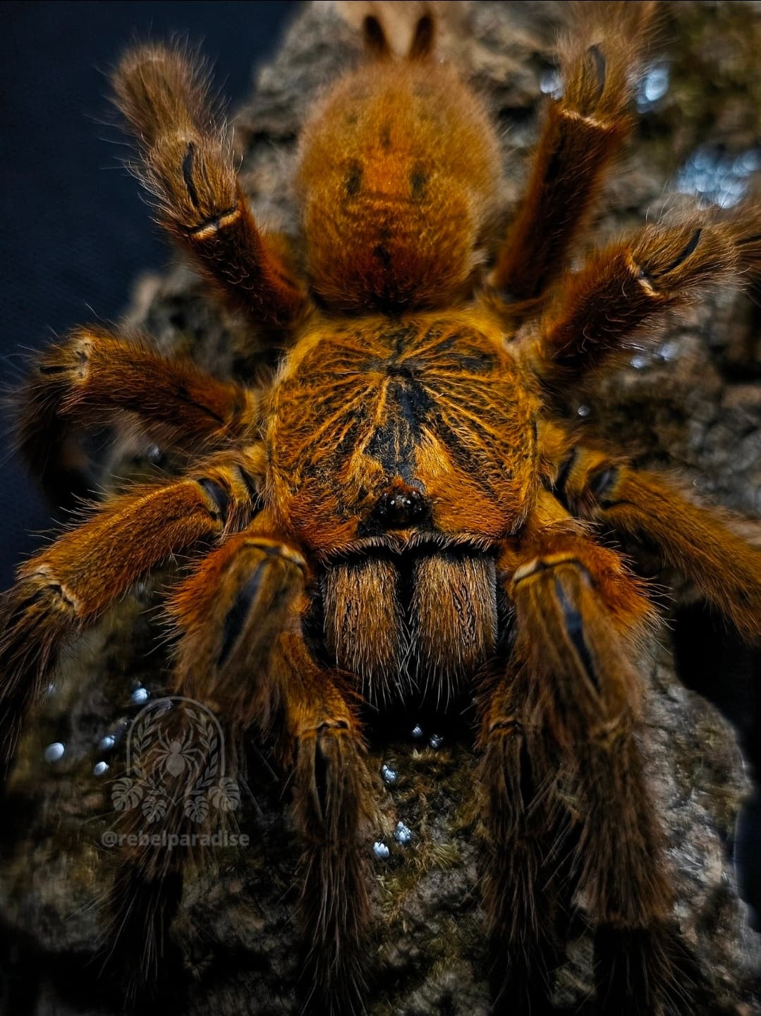 Pterinochilus murinus (RCF) - Ptasznik Pterinochilus murinus rcf L2 | Terra Market