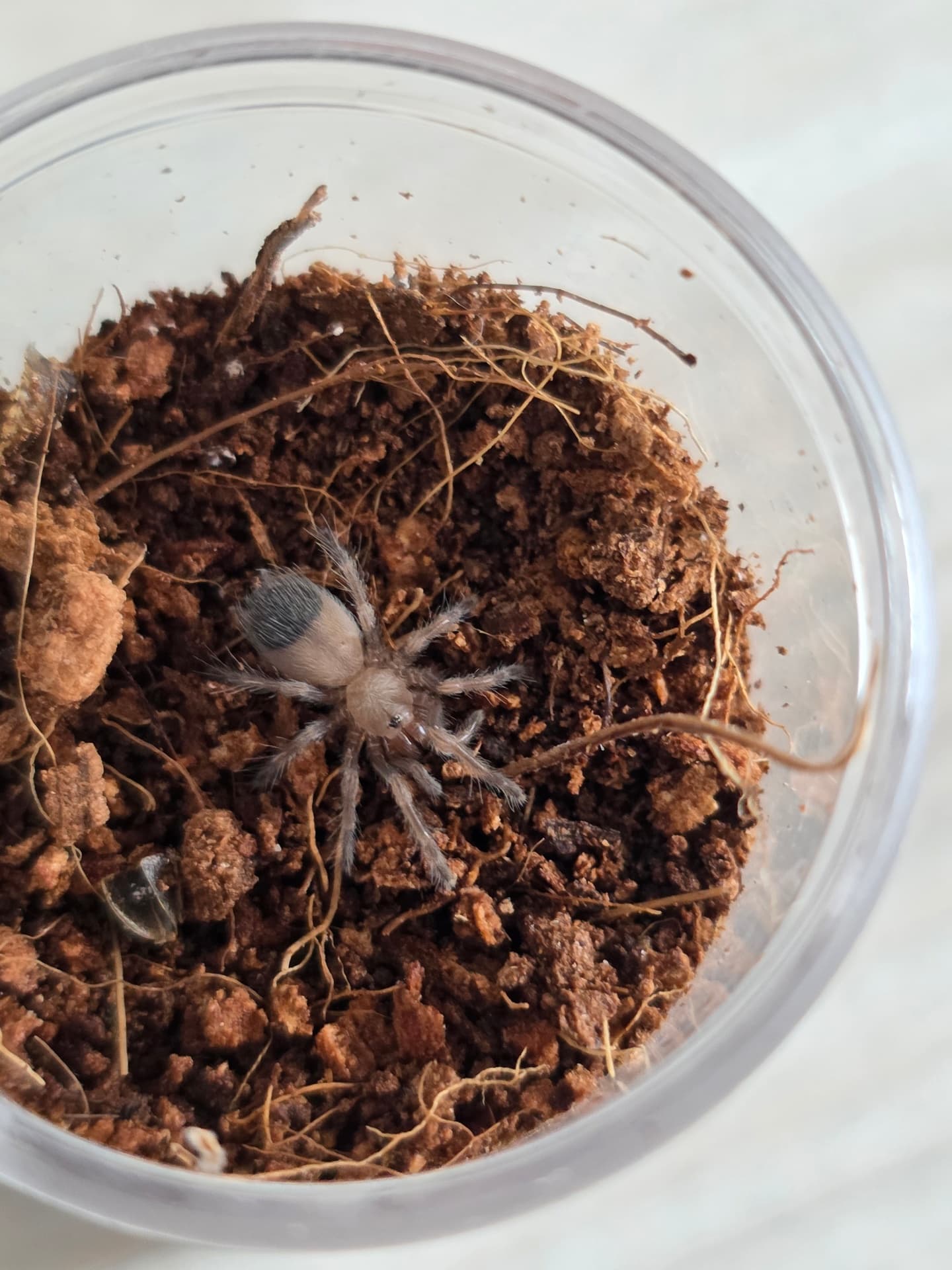Brachypelma auratum - Brachypelma auratum L2 | Terra Market