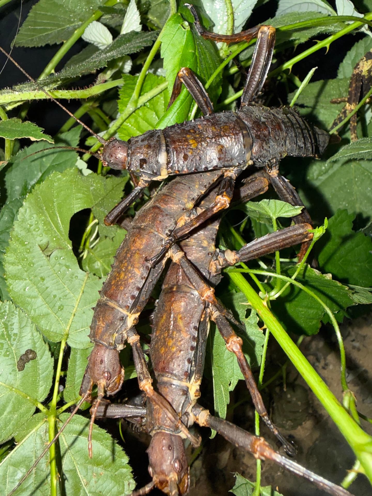 Straszyk nowogwinejski - New Guinea stick insects for sale—slightly grown | Terra Market