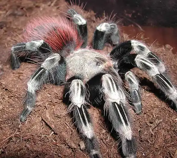 Vitalius Chromatus - Vitalius Chromatus ns | Terra Market