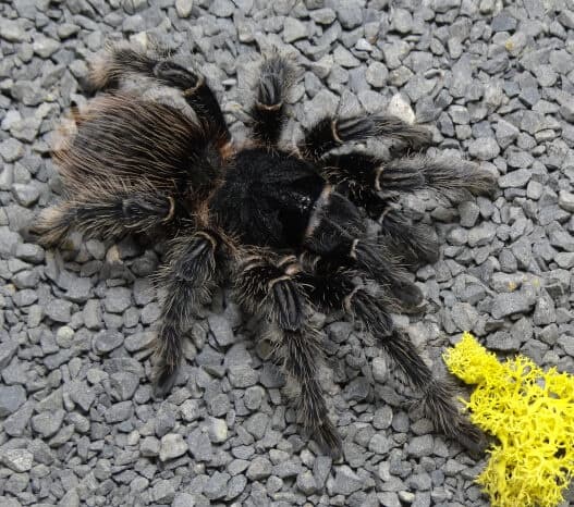 Lasiodora parahybana - Lasiodora parahybana l6 | Terra Market