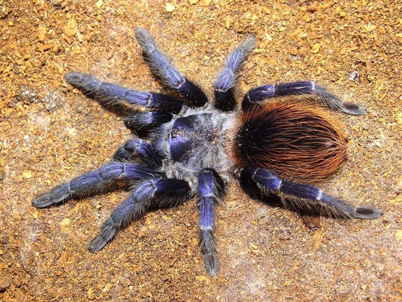 Lasiocyano sazimai - Lasiocyano sazimai l4 Juvenile | Terra Market