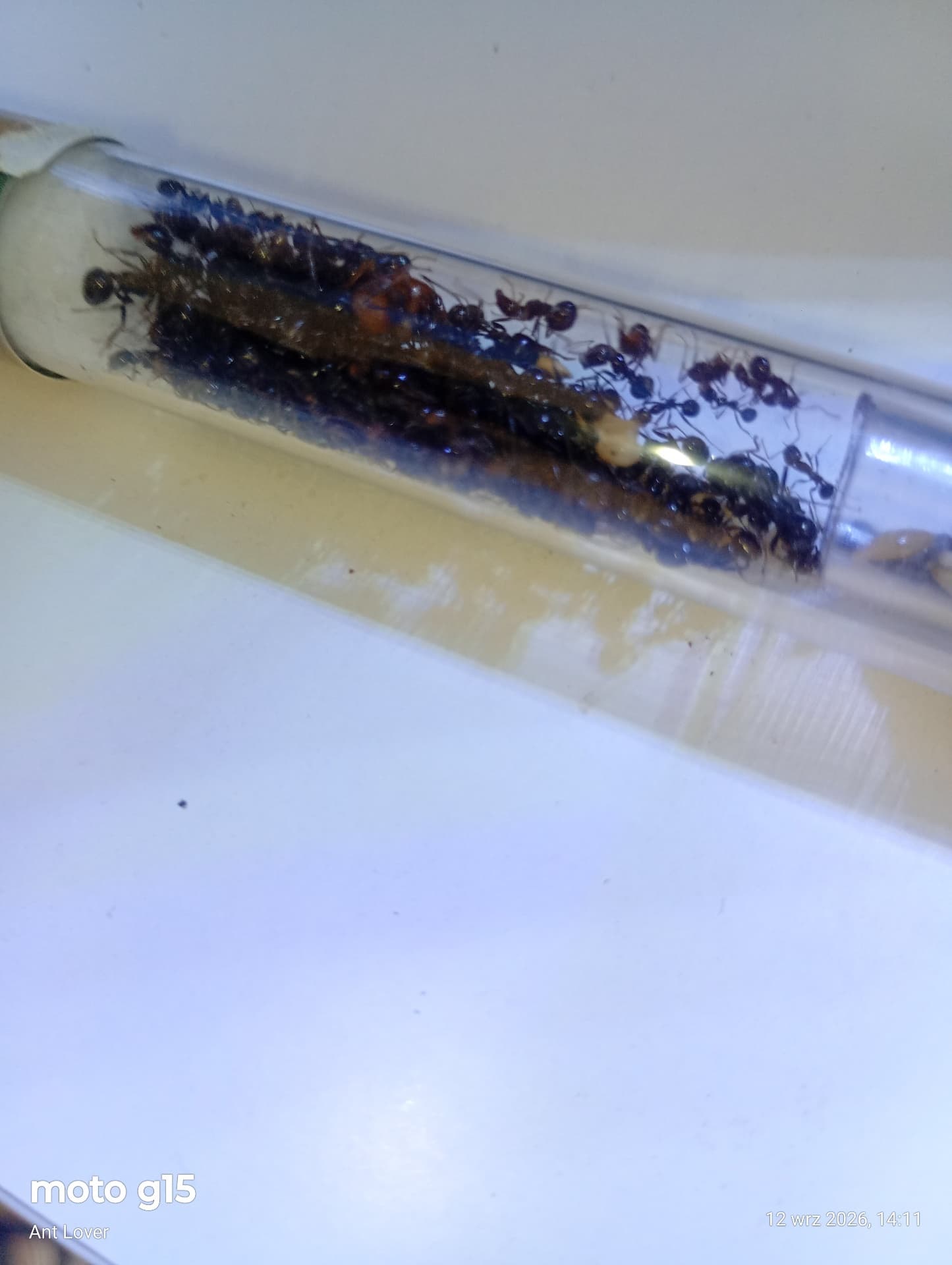 Messor Barbarus - Kolonia Messor Barbarus | Terra Market