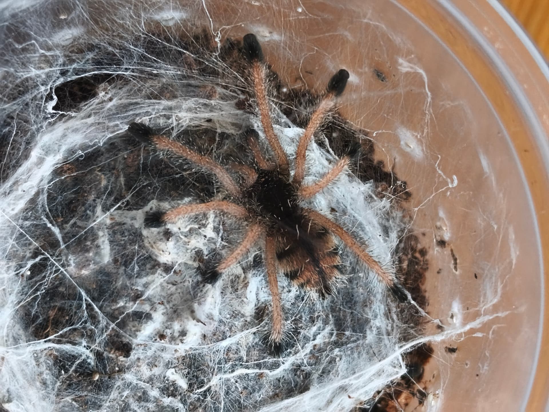 Avicularia juruensis - 5x Avicularia juruensis m1 ex. urticans green L3 | Terra Market