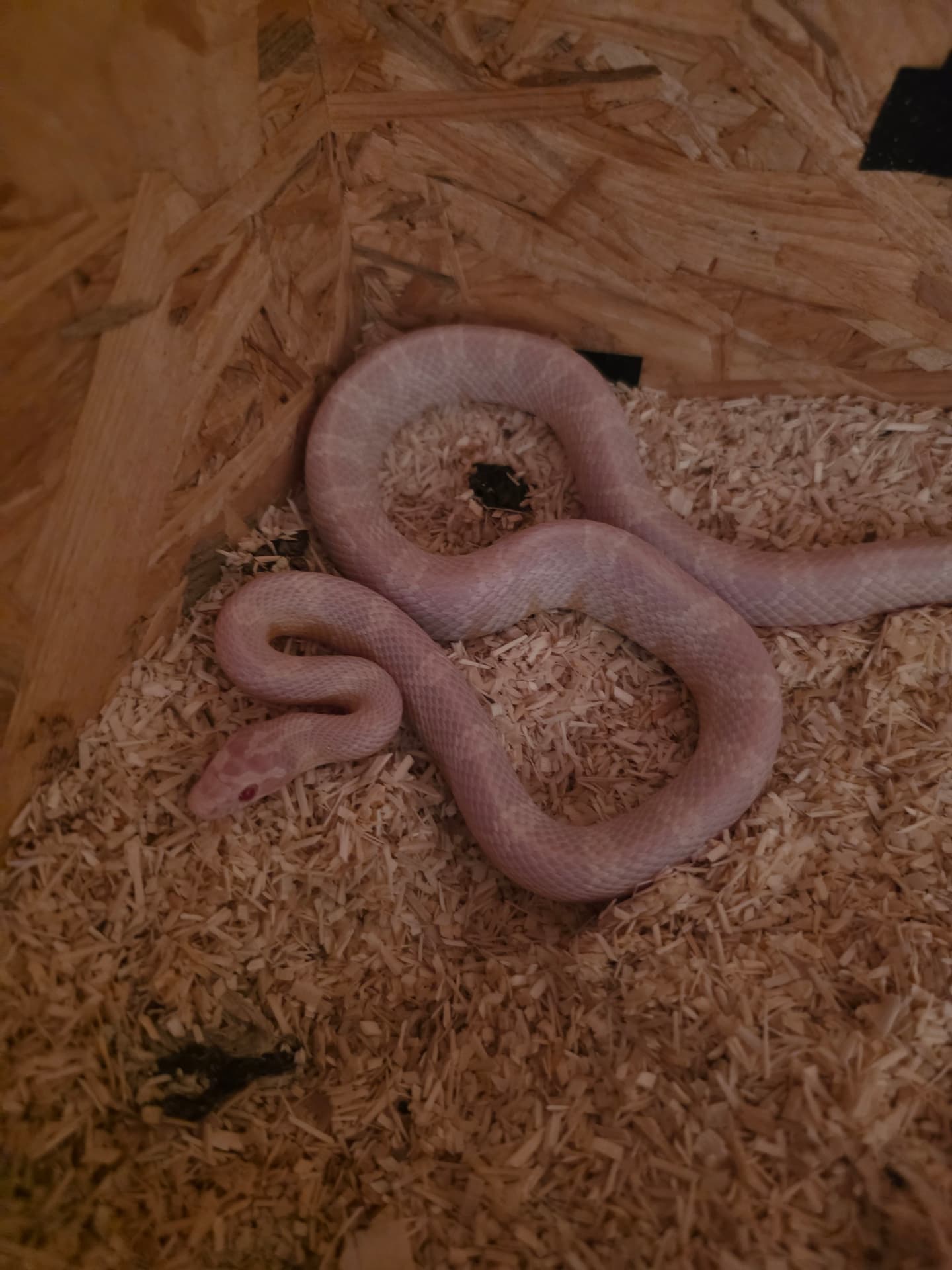 Pantherophis guttatus - Beautiful grain snake of the snowcena variety to negotiate, but I am not 100% sure about the gender |