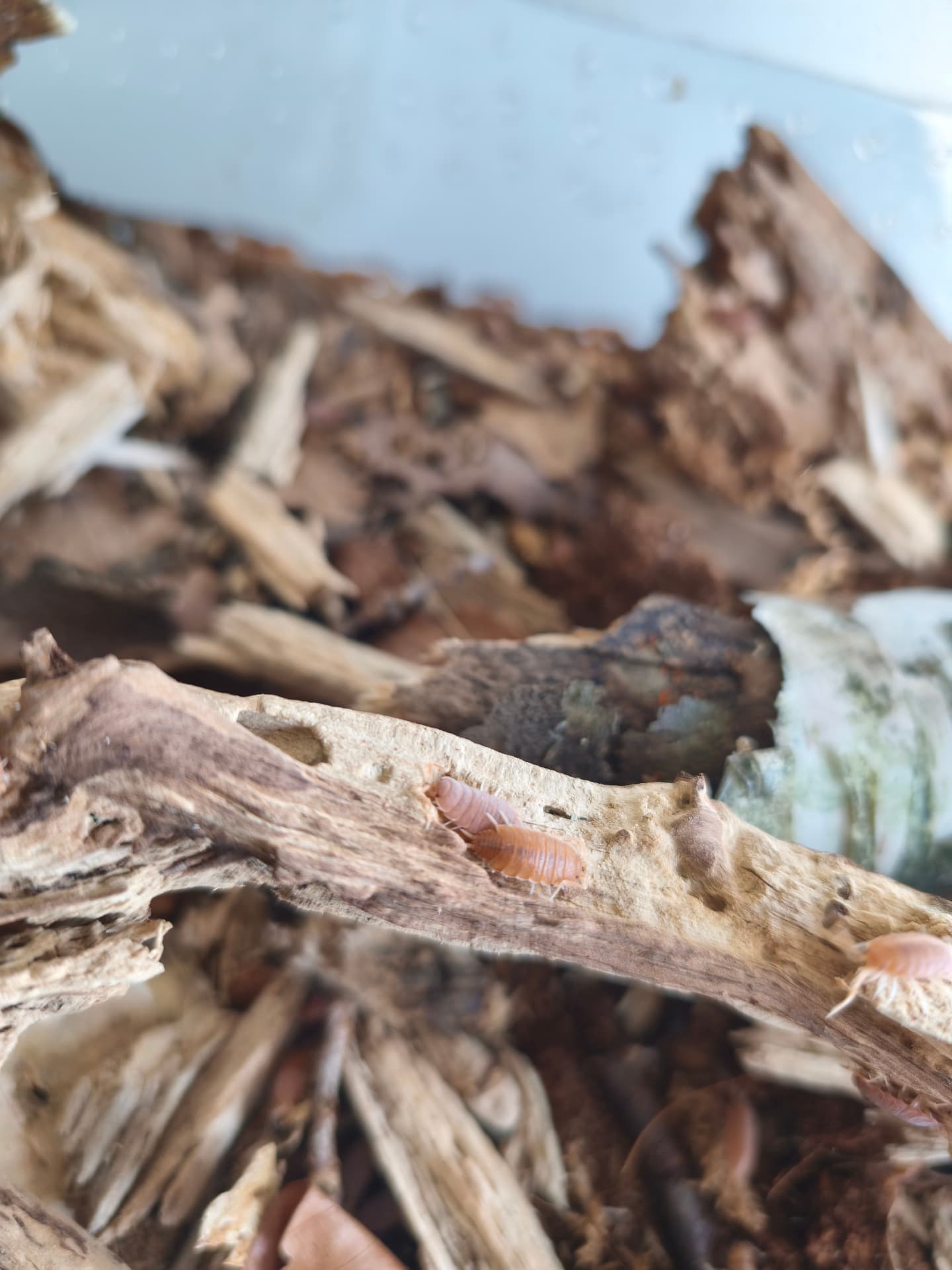 Porcellio laevis "Orange" - Beautiful orange isopods | Terra Market