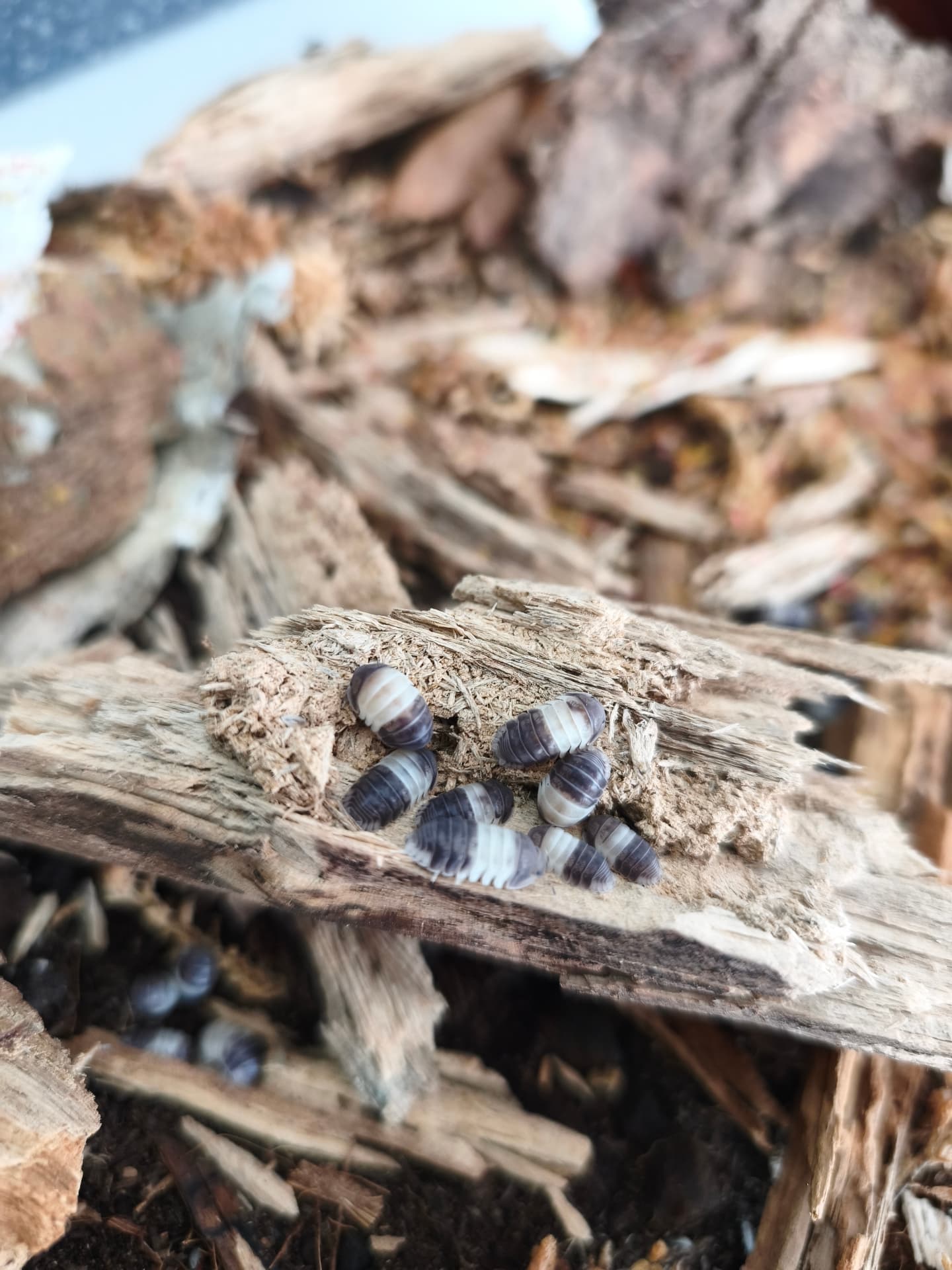 Cubaris sp. "Panda King" - Cute panda isopods | Terra Market