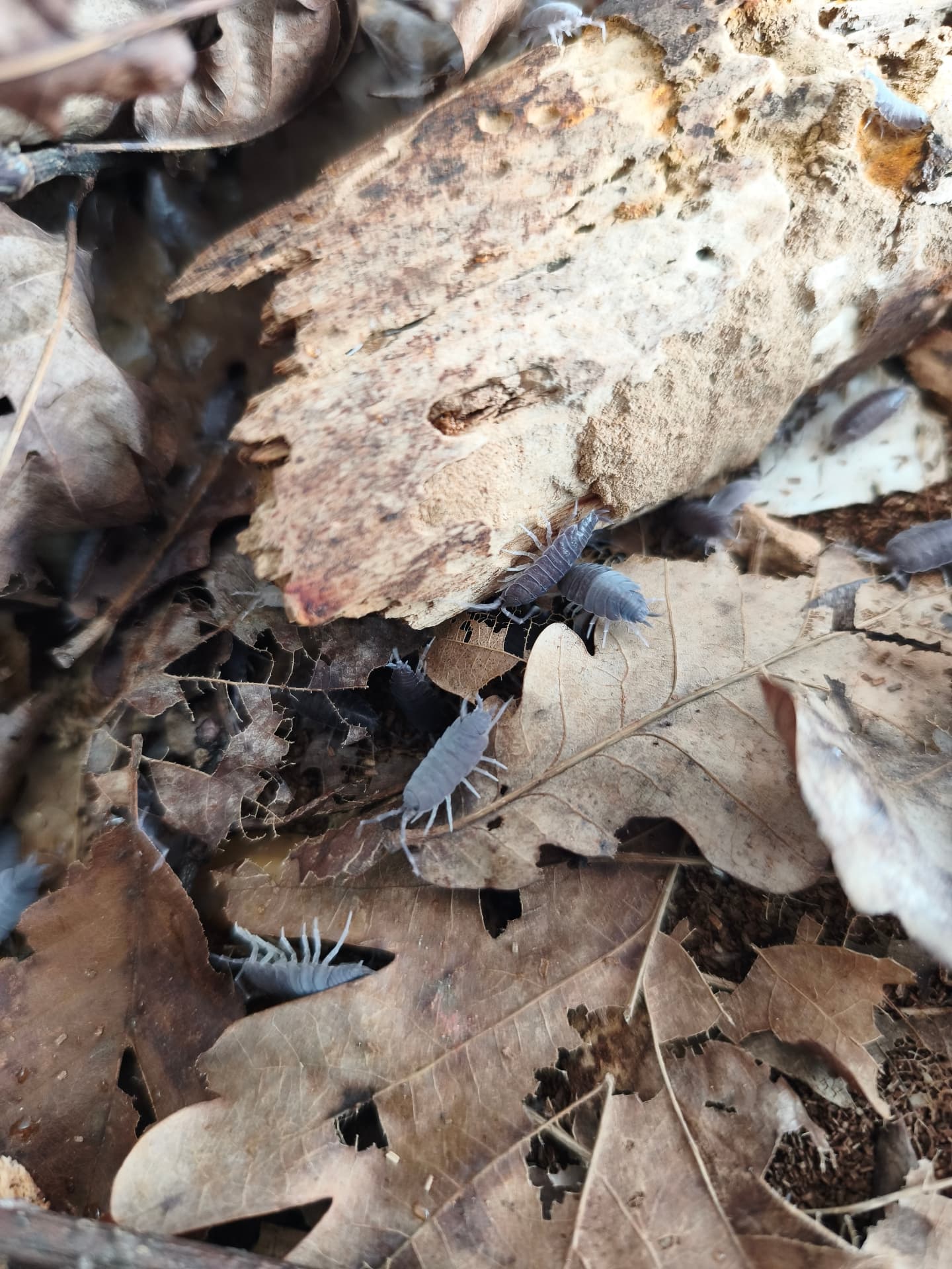 Porcellionides pruinosus ‘Powder Blue’ - Navy blue isopods | Terra Market