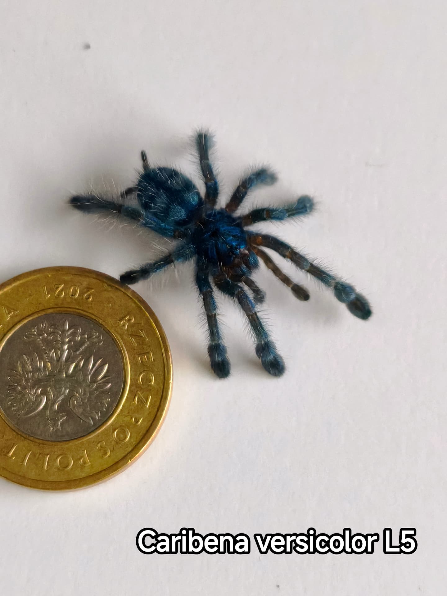 Przepiękne nadrzewniaki