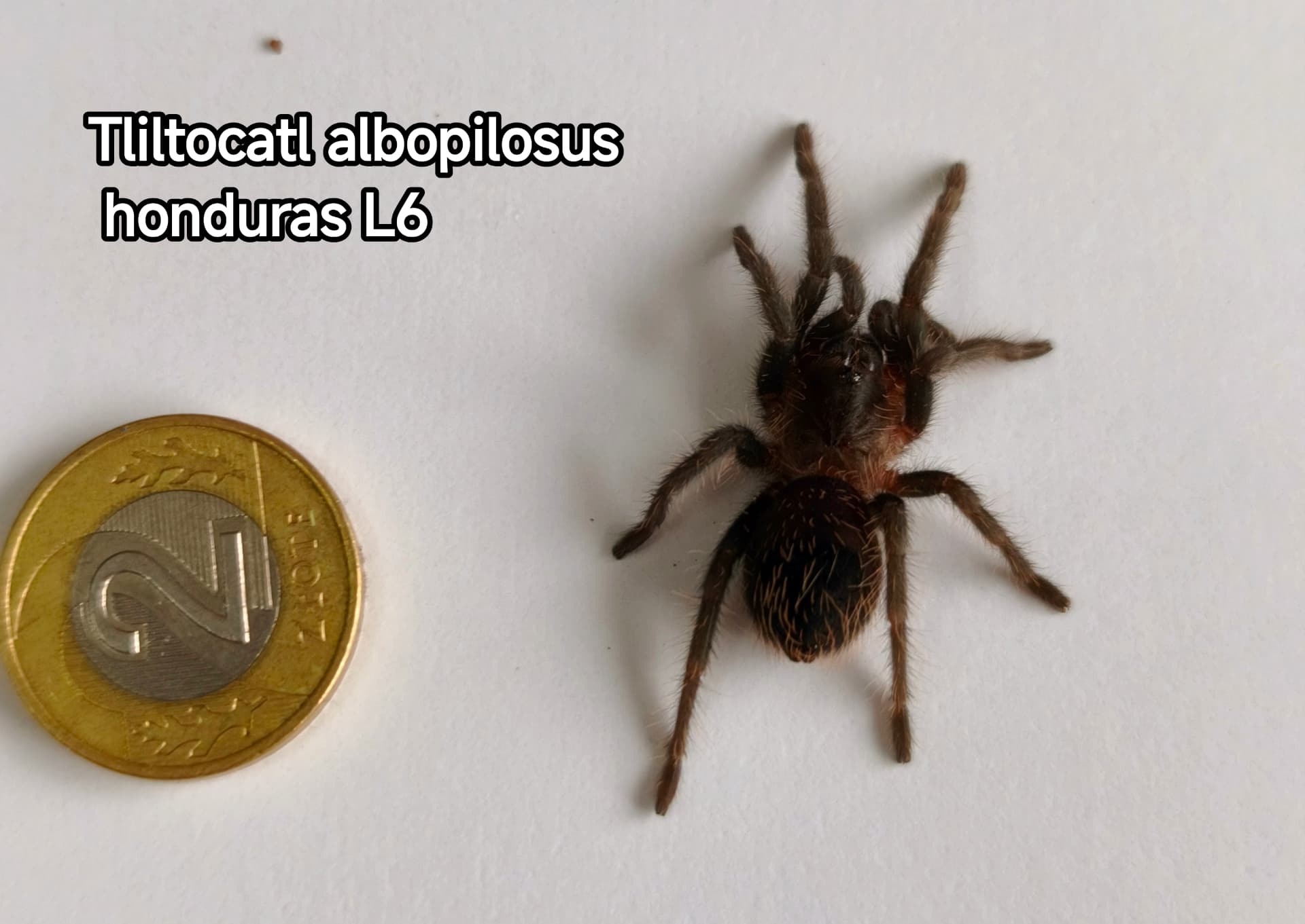 Śliczny kędzior idealny dla początkujących