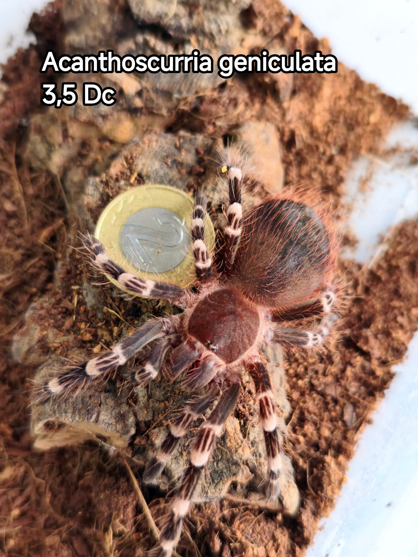 Ptasznik dla początkujących