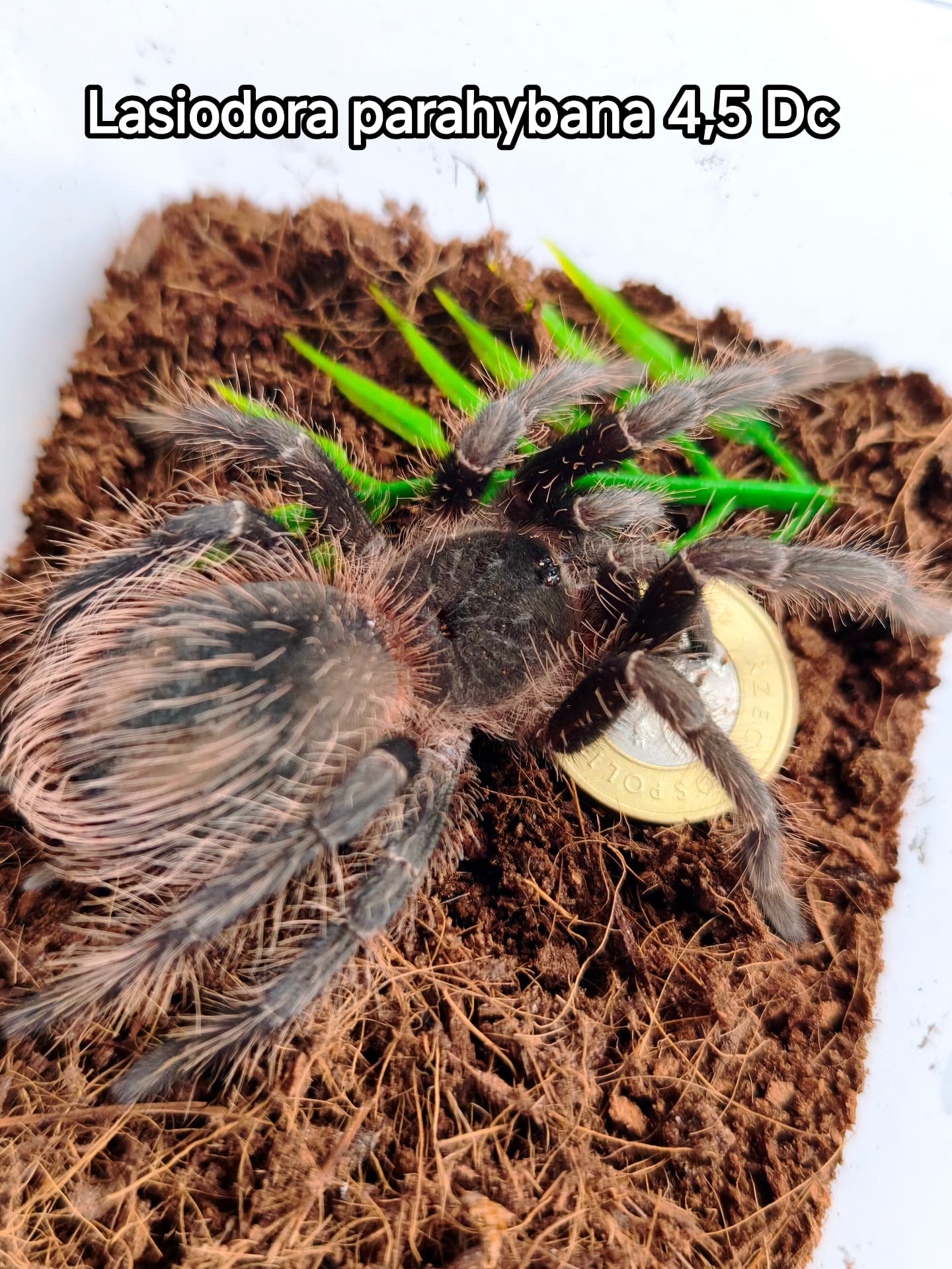 Podrostek parahybana