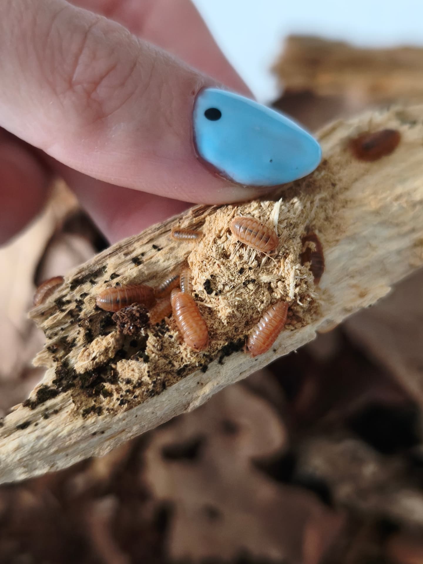Armadillidium nasatum 'Orange' - Beautiful cleaning crew for your terrarium | Terra Market