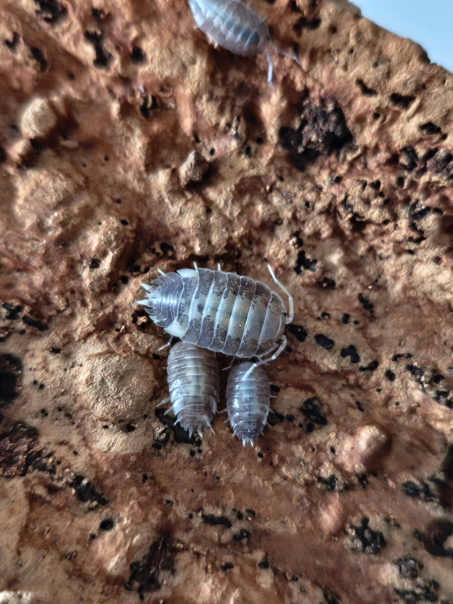 Porcellio laevis „Milkback” - The perfect cleaning crew for your terrarium | Terra Market
