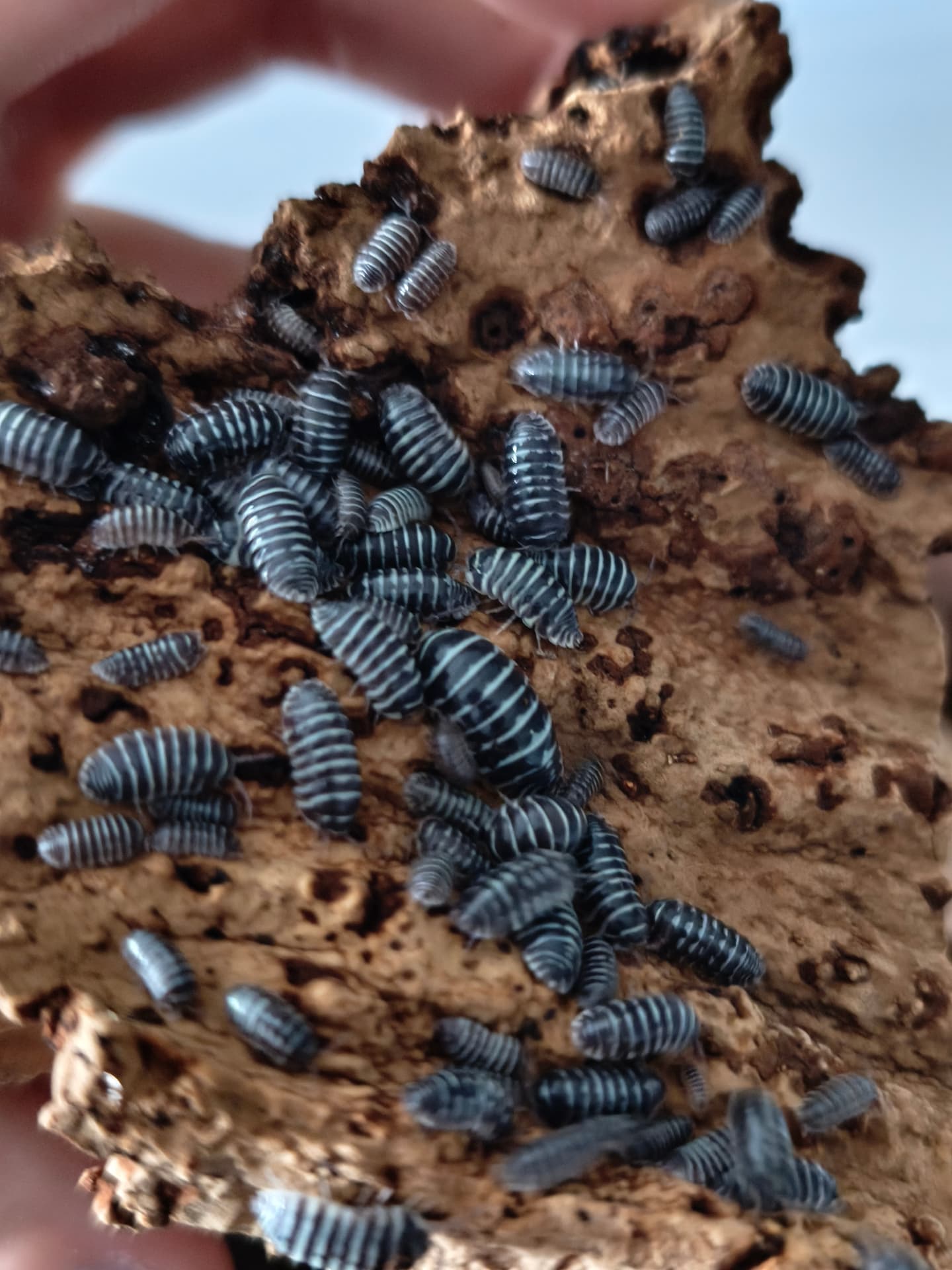 Armadillidium maculatum classic - Isopods for your terrarium | Terra Market