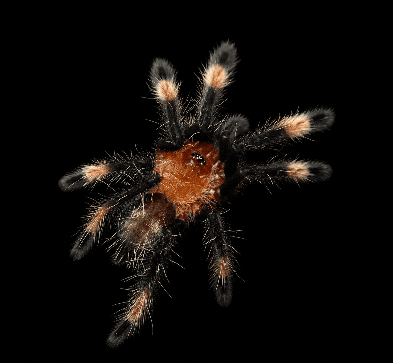 Psalmopoeus irminia - Psalmopoeus Irminia tarantula | Terra Market