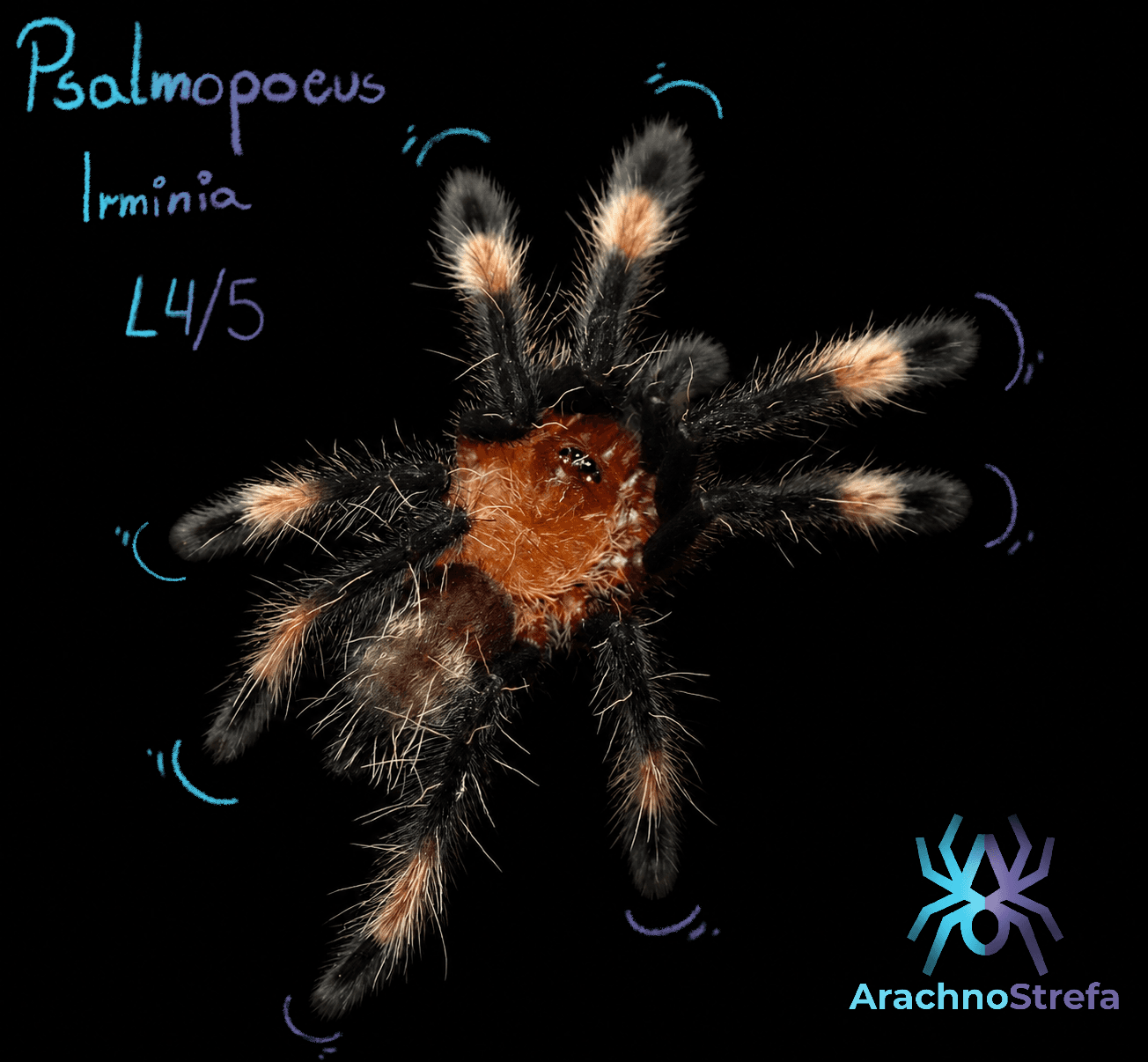 Psalmopoeus irminia - Ptasznik Psalmopoeus Irminia | Terra Market