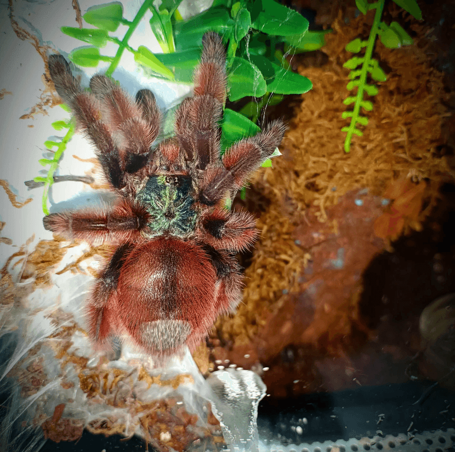 Maluszki Caribena versicolor