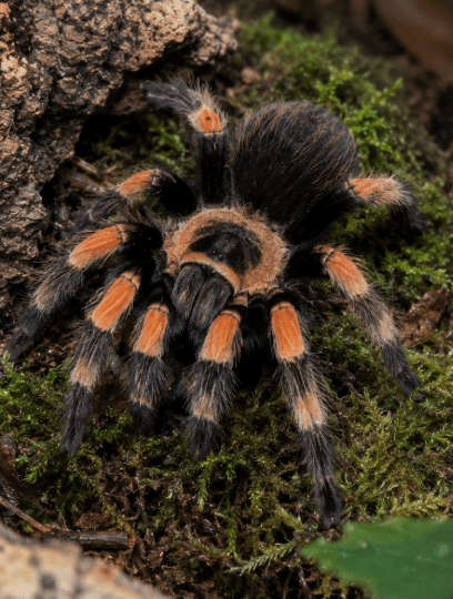 Brachypelma hamorii - Brachypelma Hamorii L3/4 | Terra Market