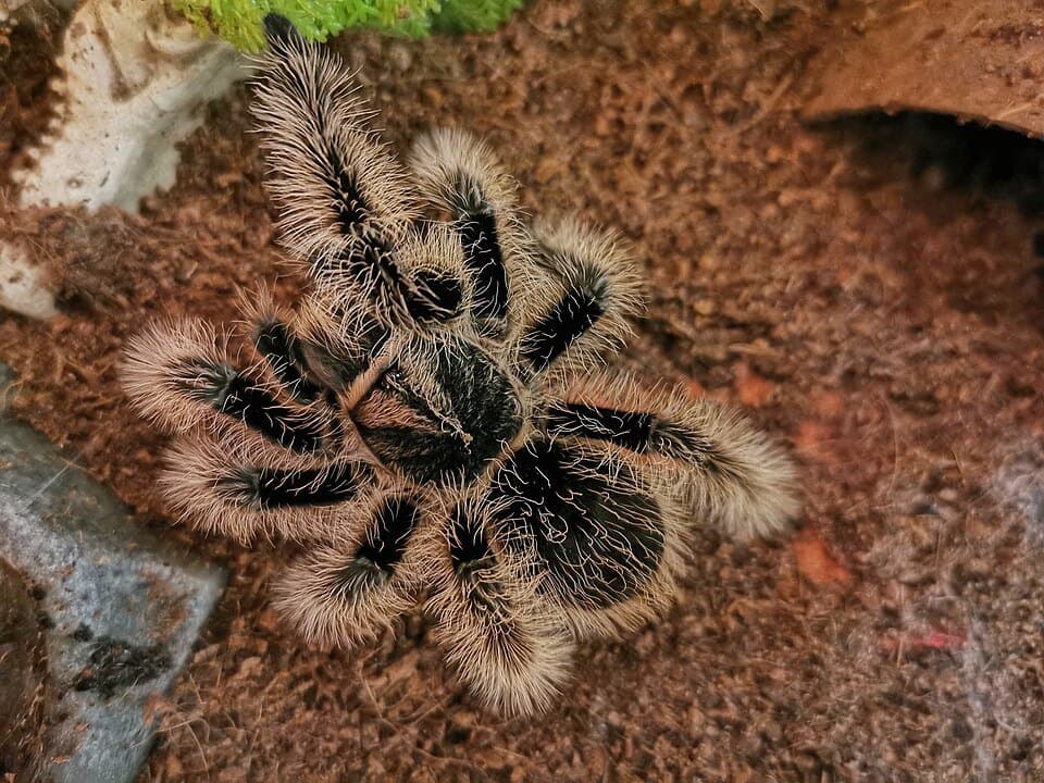 Tliltocatl albopilosus - Tliltocatl albopilosus 'nicaragua' | Terra Market