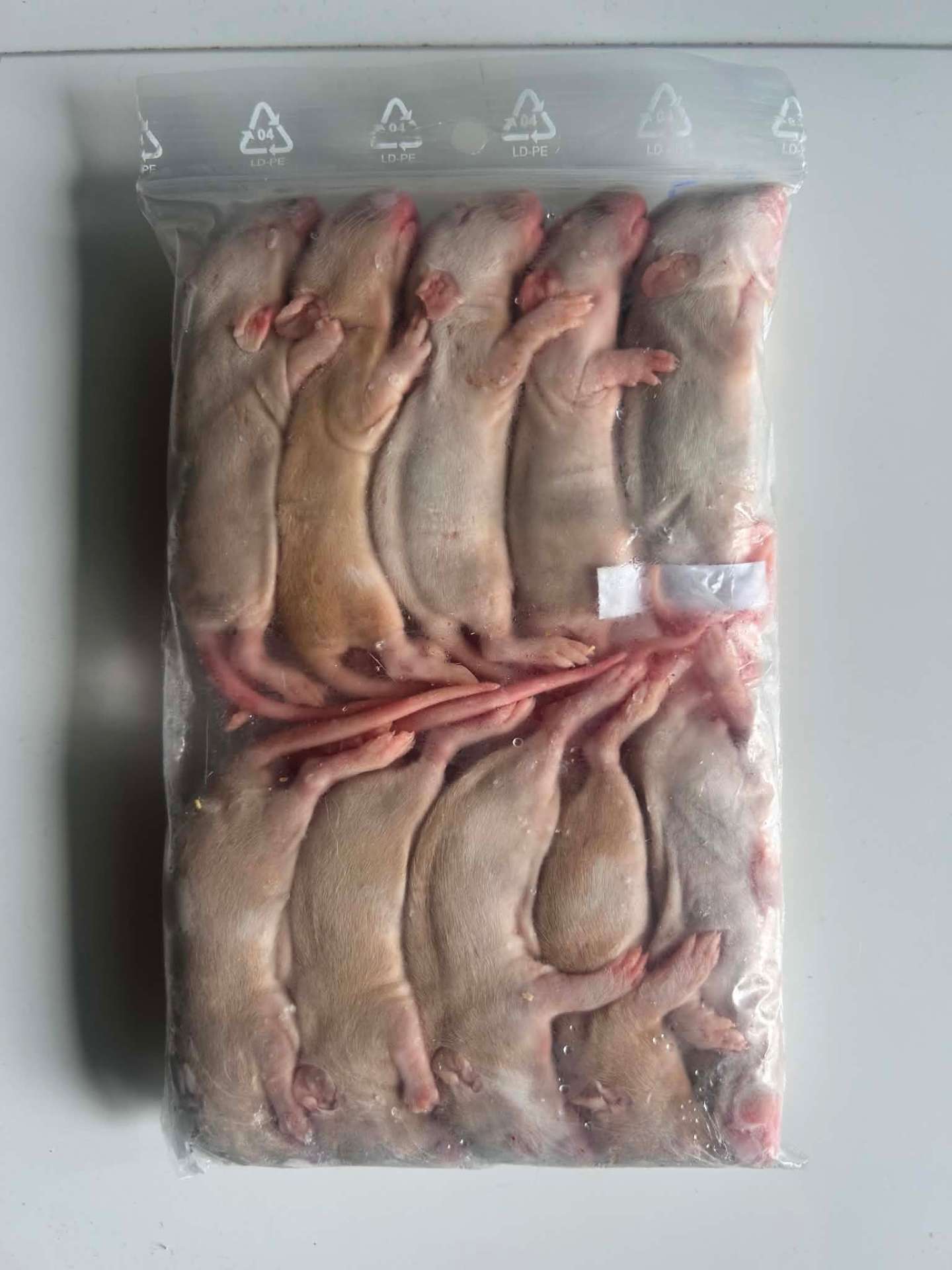 20-23g myszoskoczki mrożone na Terra Market