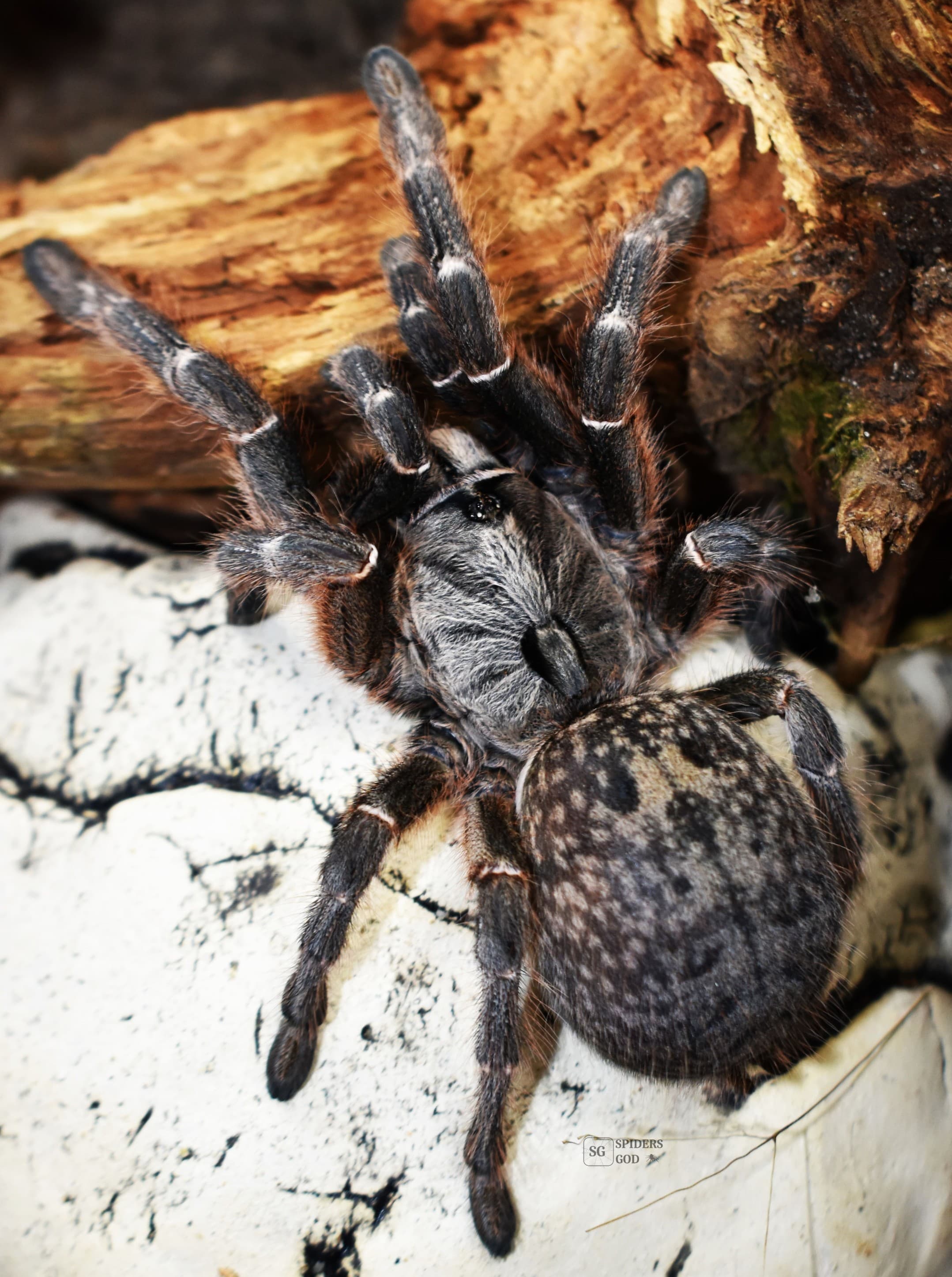 Ceratogyrus darlingi L4