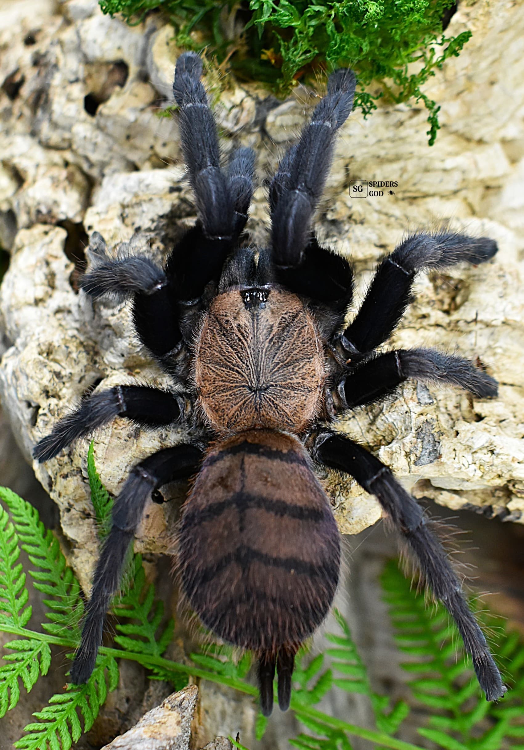 Chilobrachys fimbriatus 3,5DC samica