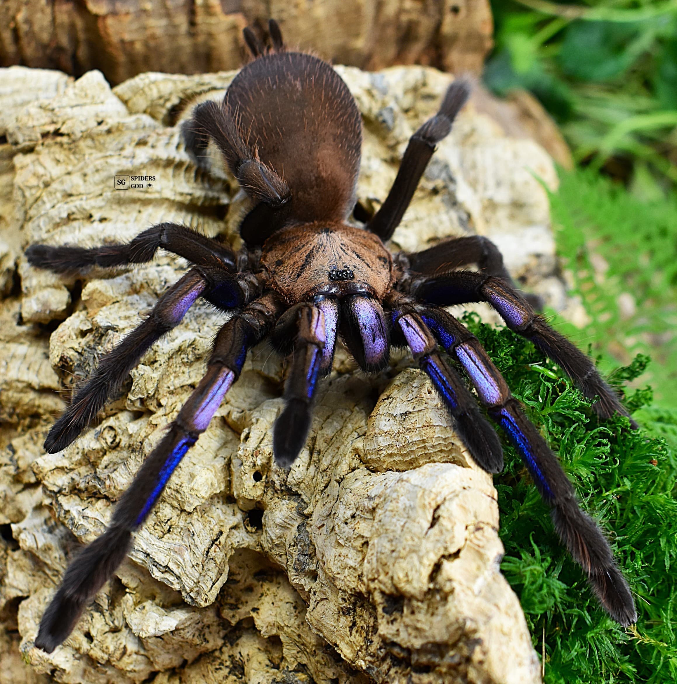 Chilobrachys natanicharum L4