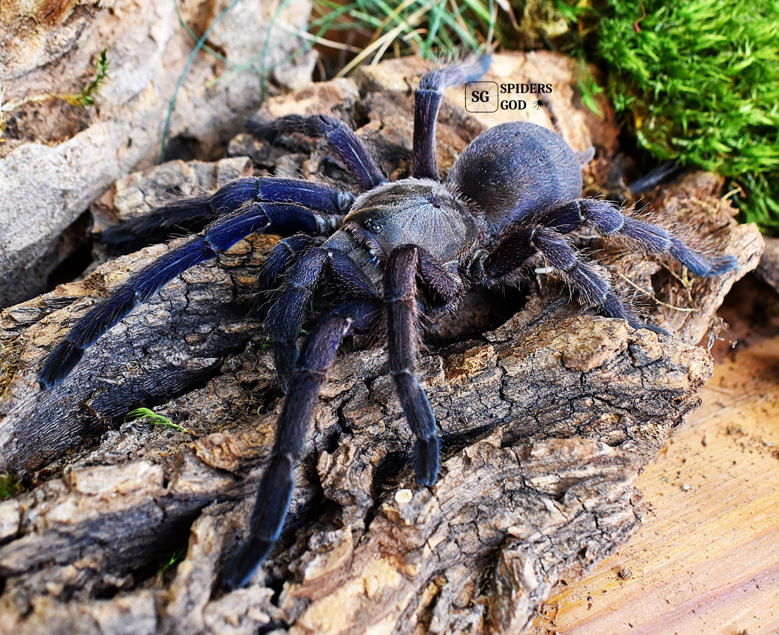 Chilobrachys sp. Blue Vietnam 3DC samiec