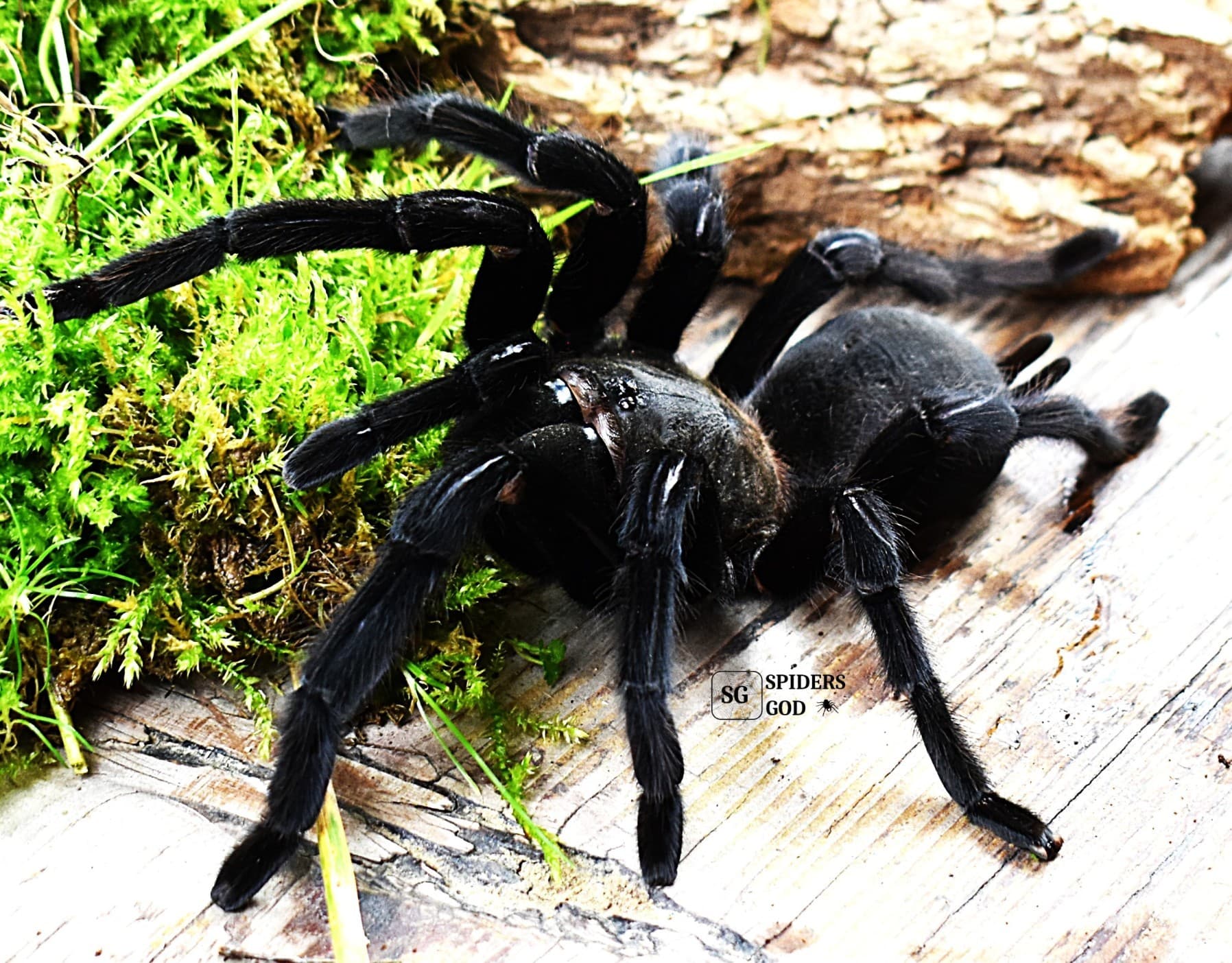 Chilobrachys sp. Kaeng Krachan 3,5DC samica