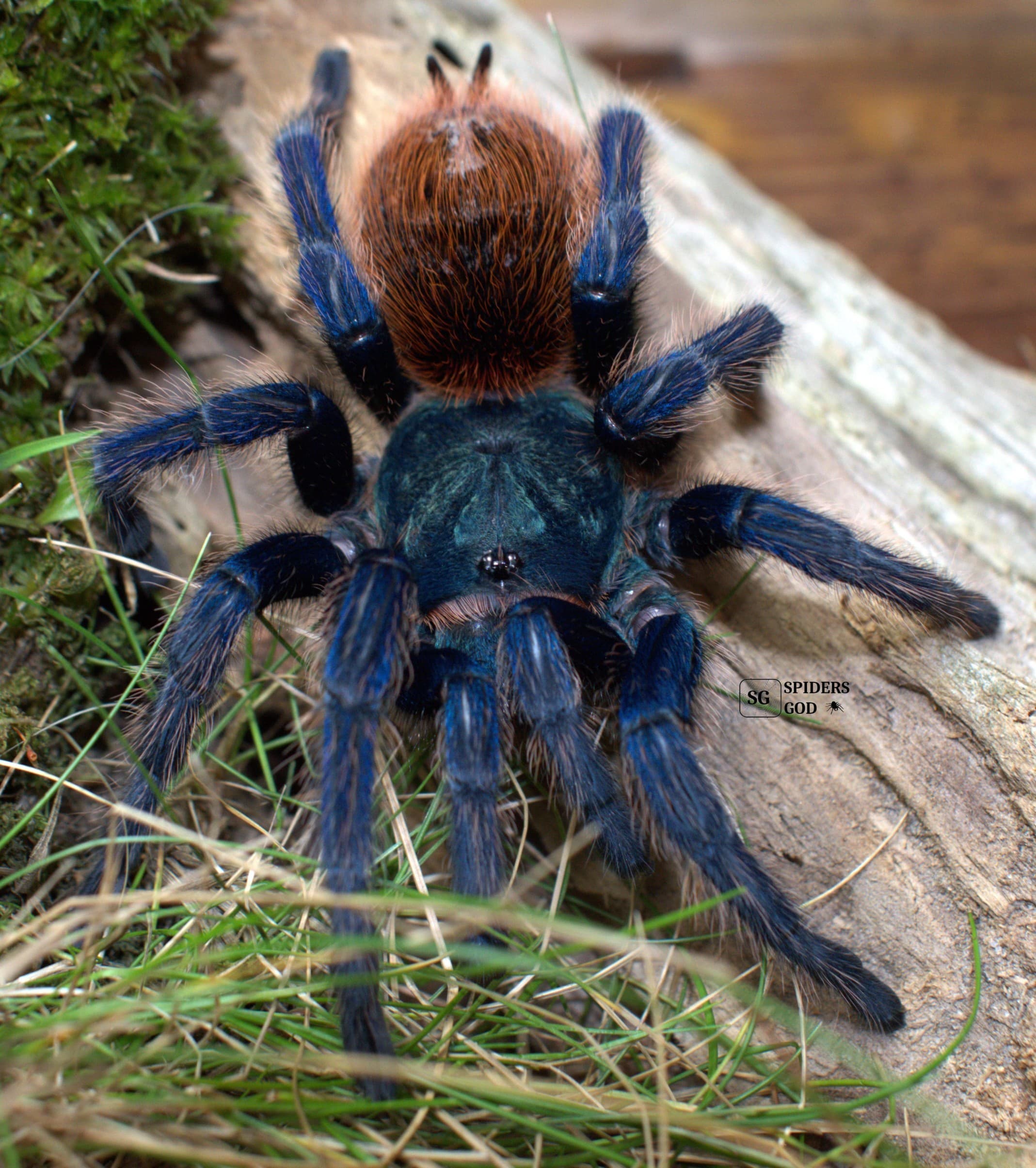 Chromatopelma cyaneopubescens L5