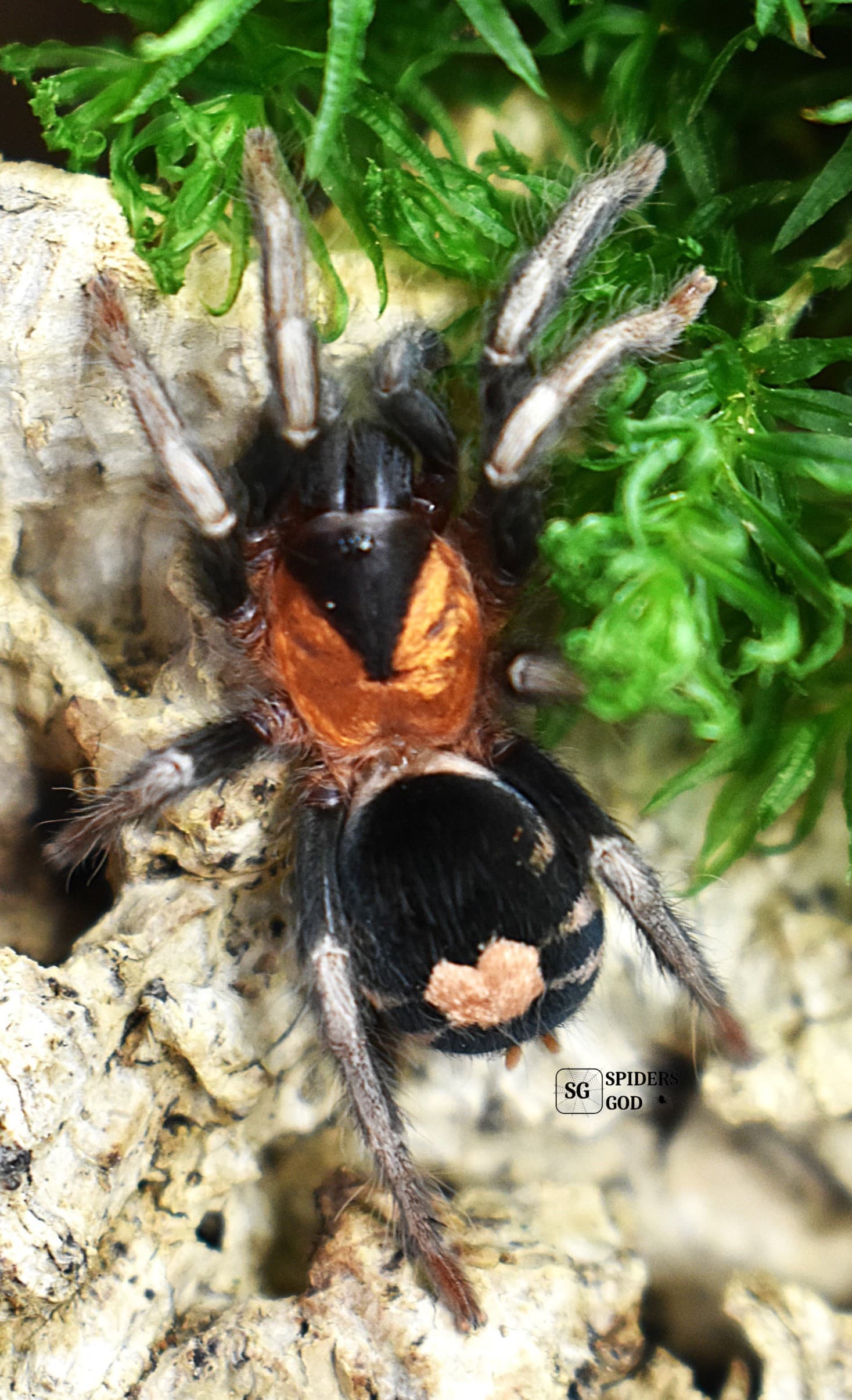 Cyriocosmus elegans L8