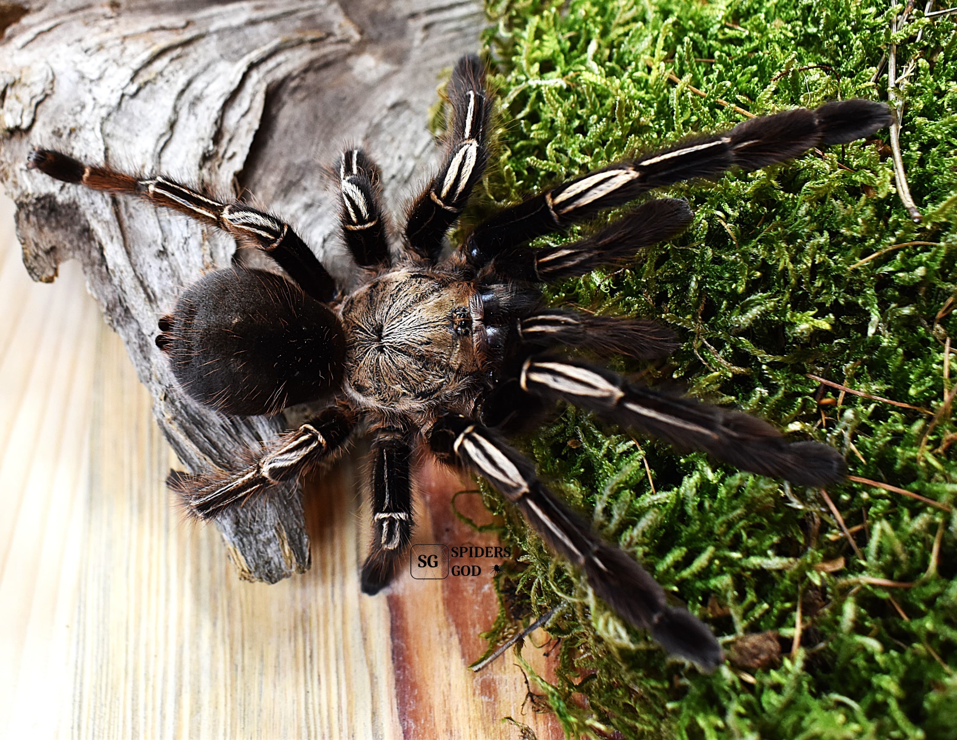 Ephebopus murinus L4