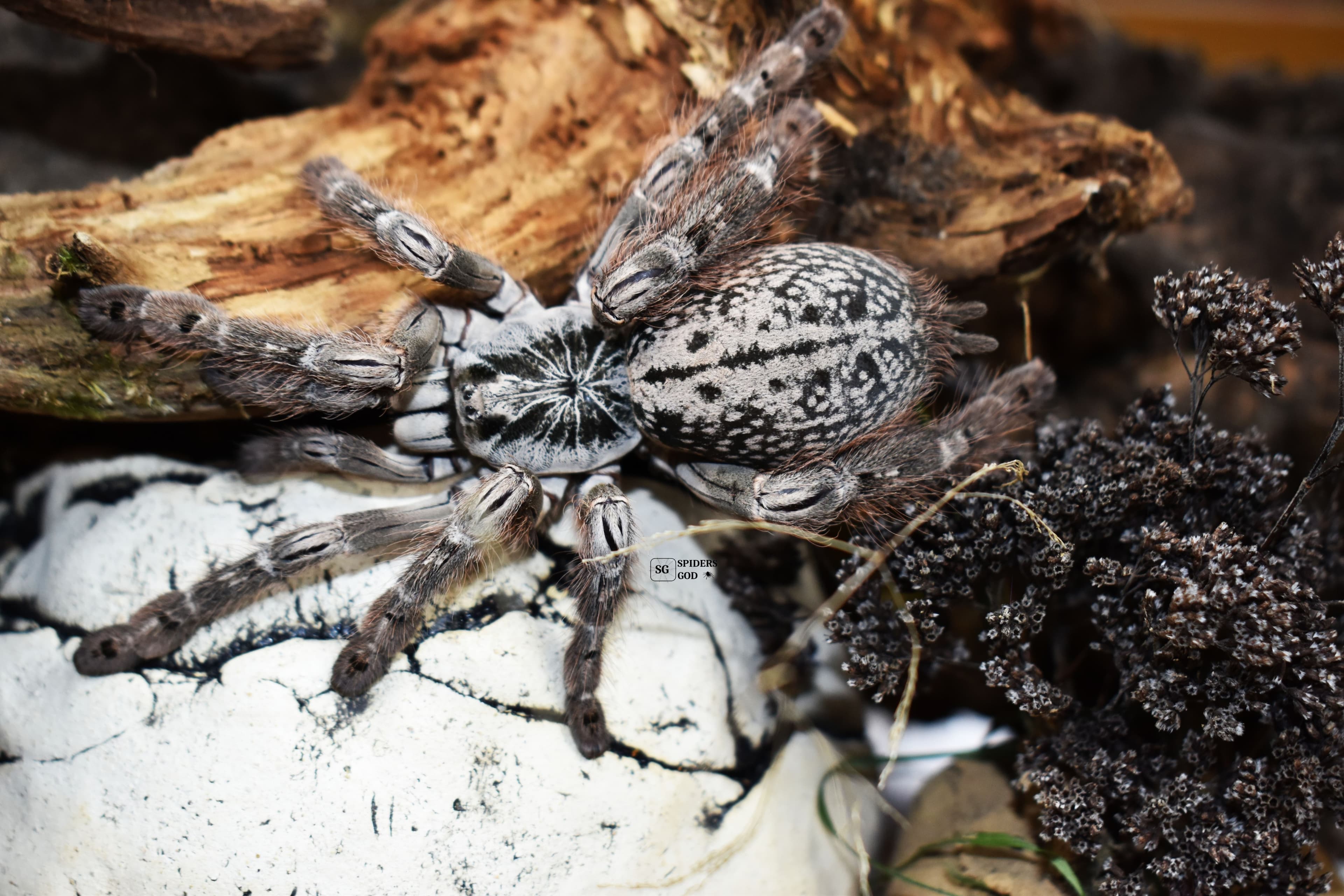 Heteroscodra maculata L7