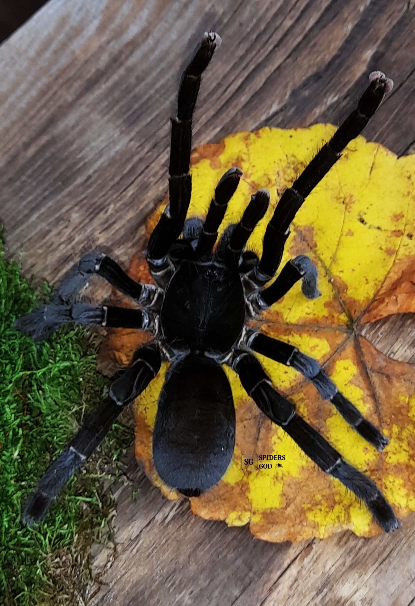 Hysterocrates gigas L5