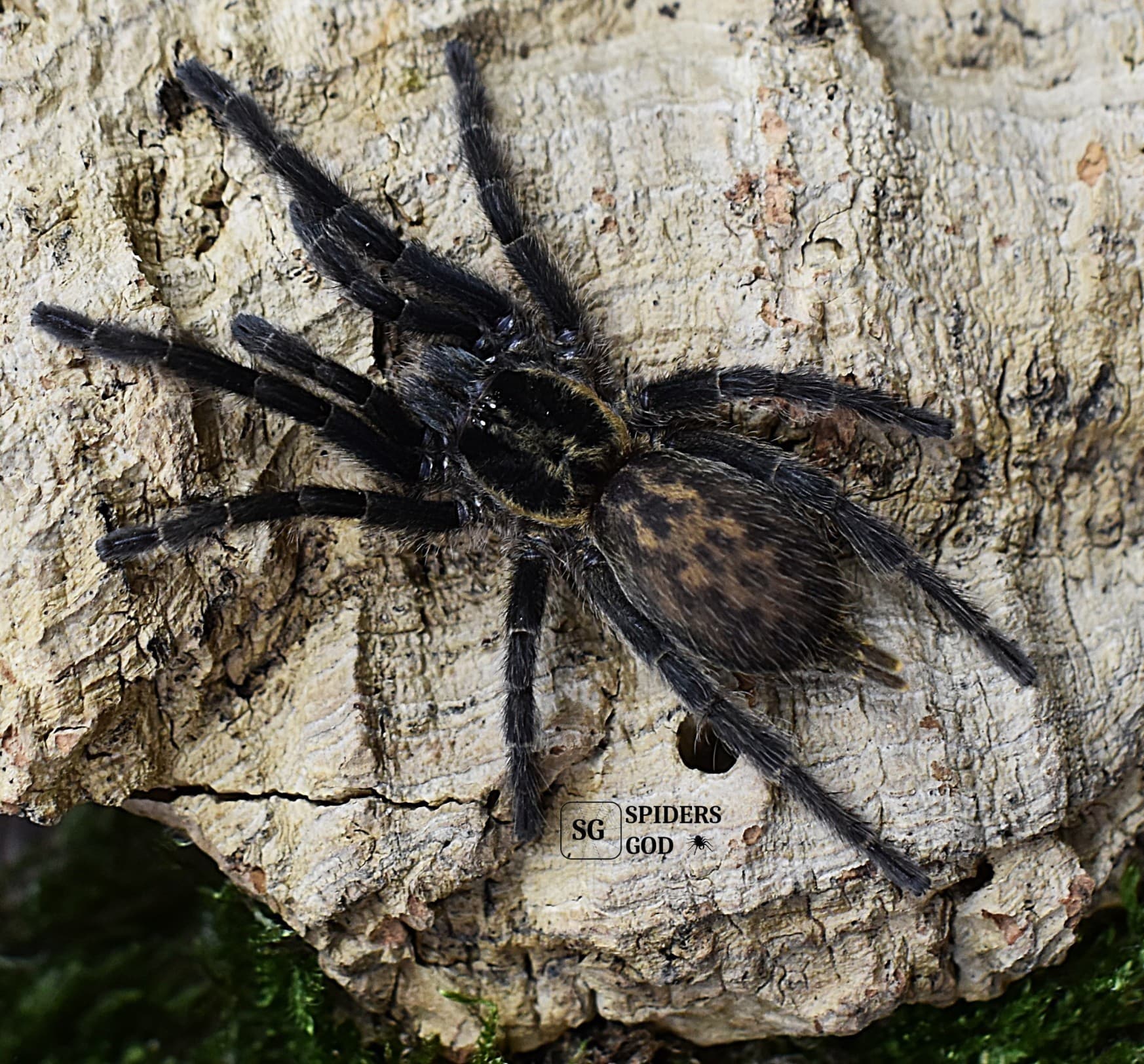 Heterothele gabonensis L7