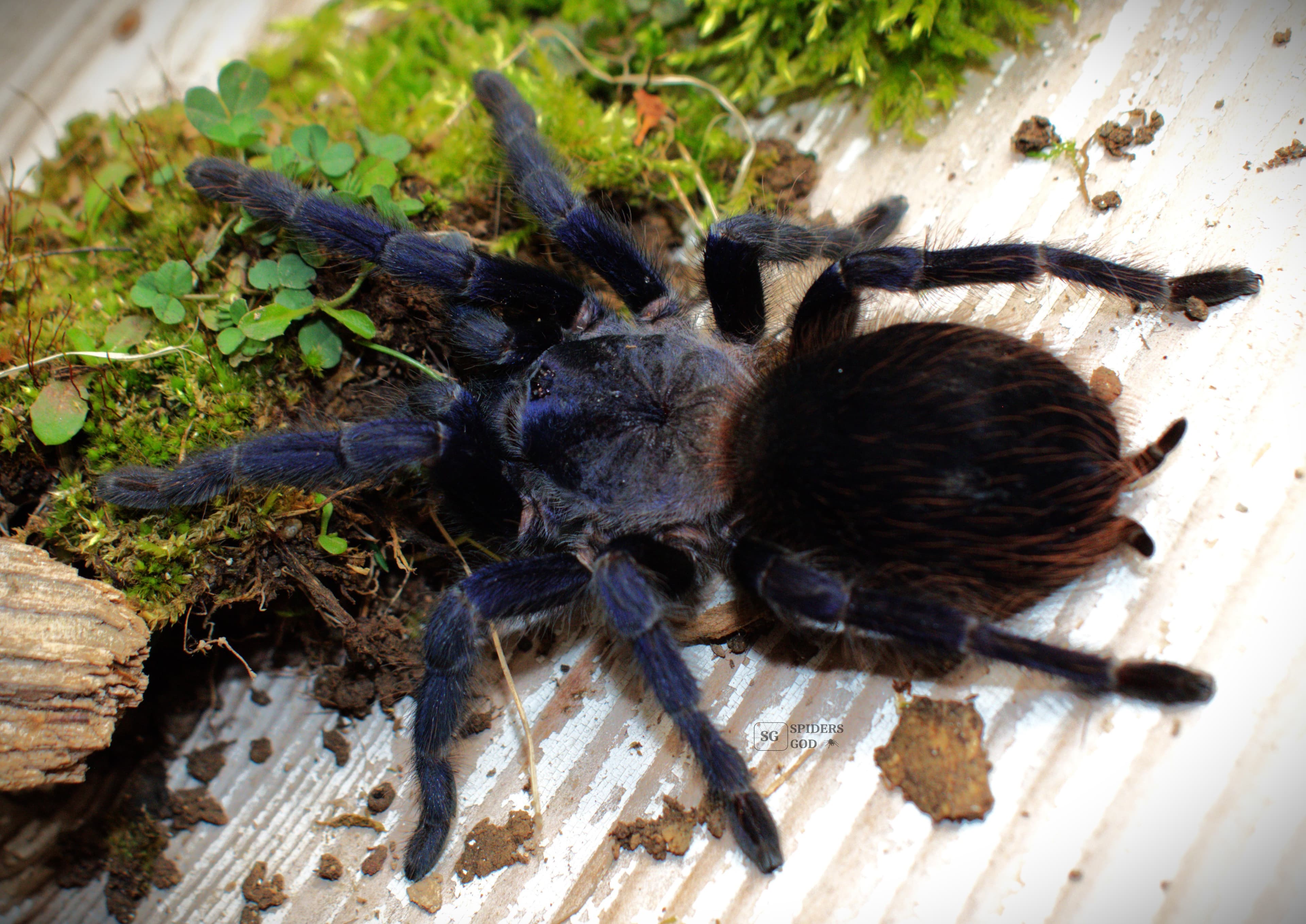 Lasiocyano sazimai 3DC samiec