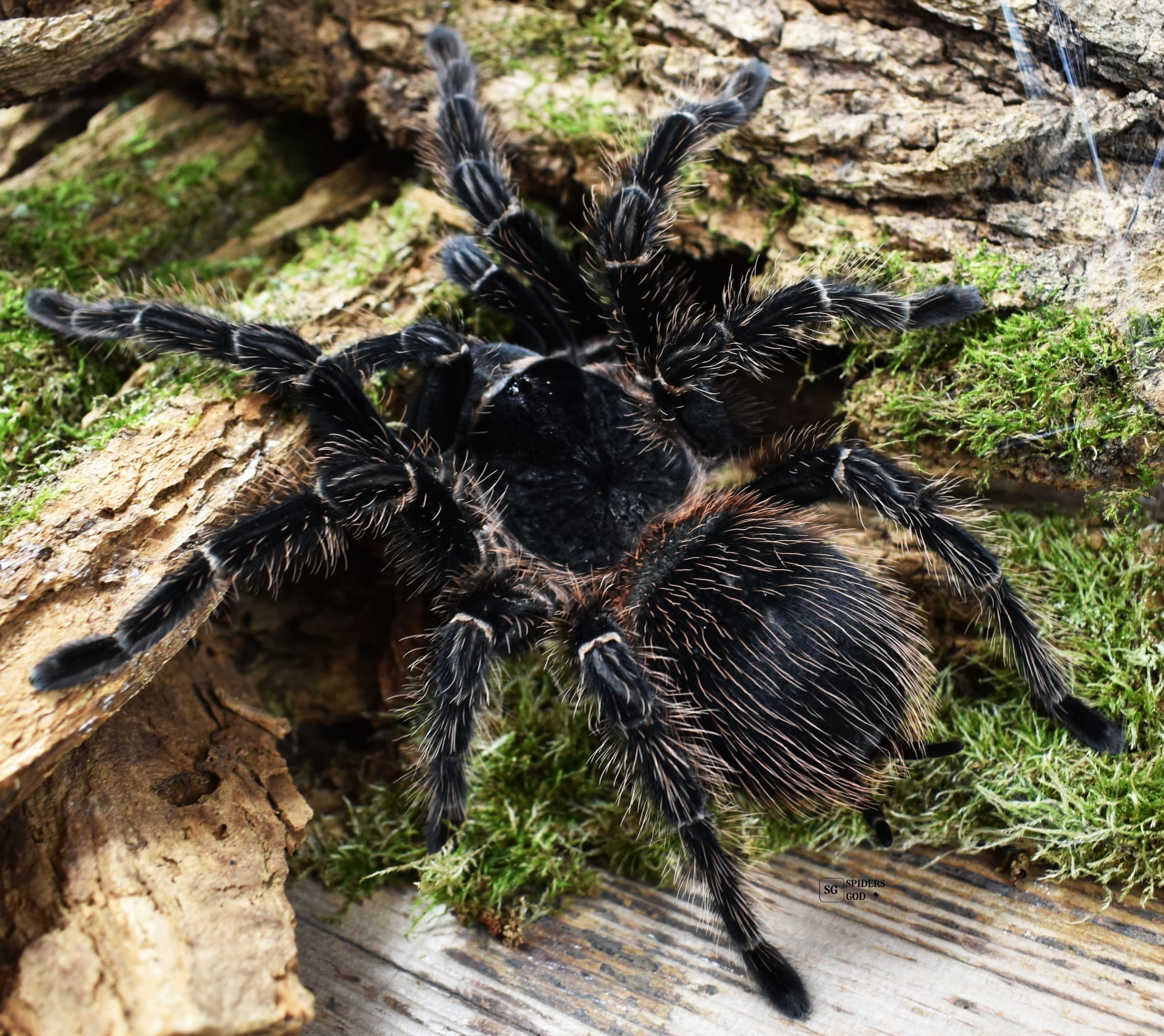 Lasiodora parahybana 4DC samiec niedorosły