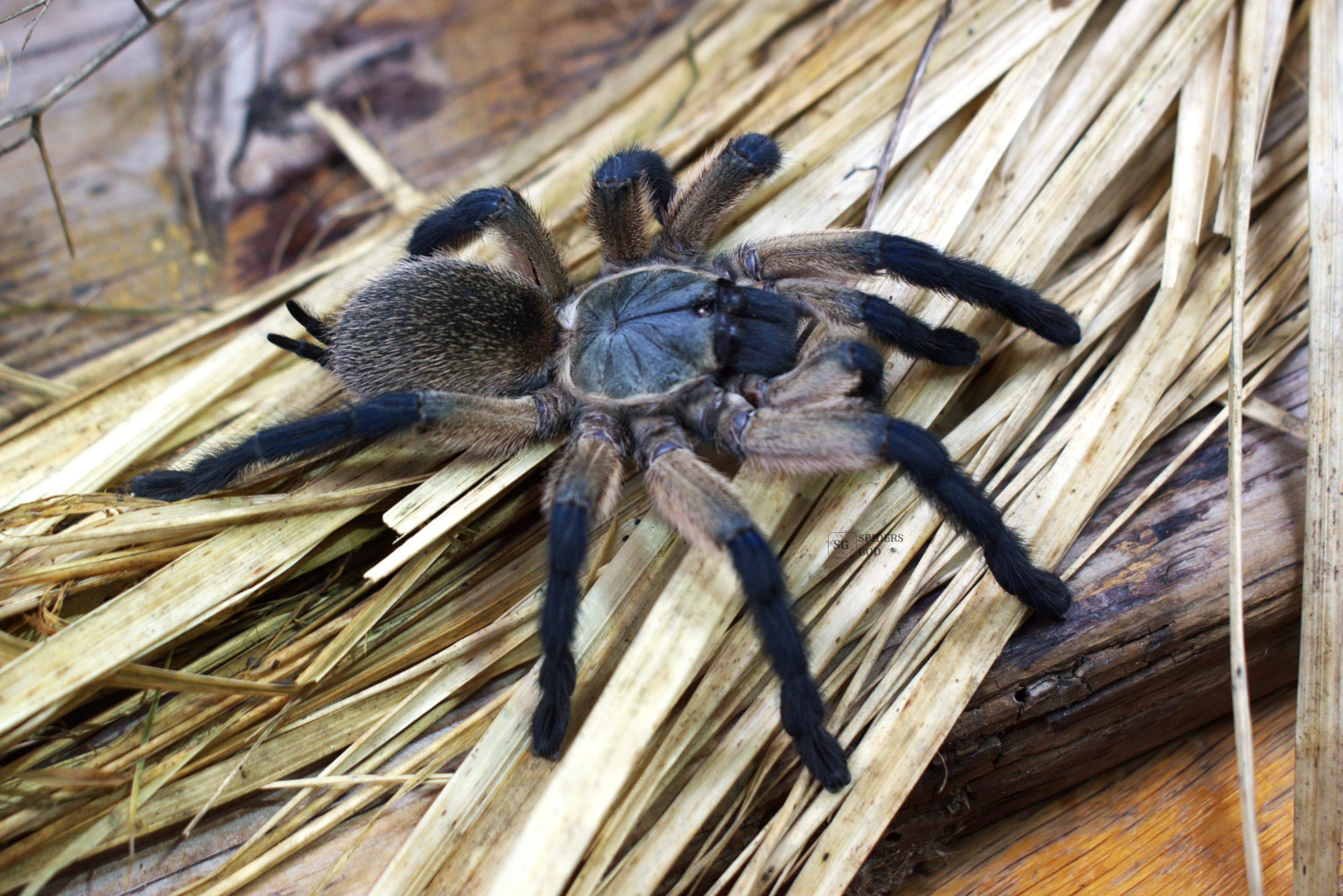 Monocentropus balfouri 4,5DC samica