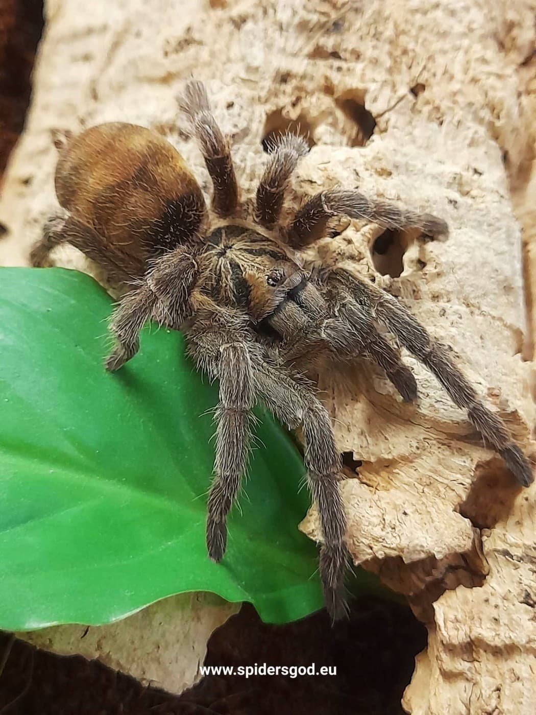 Neoholothele incei classic 2DC SAMICA