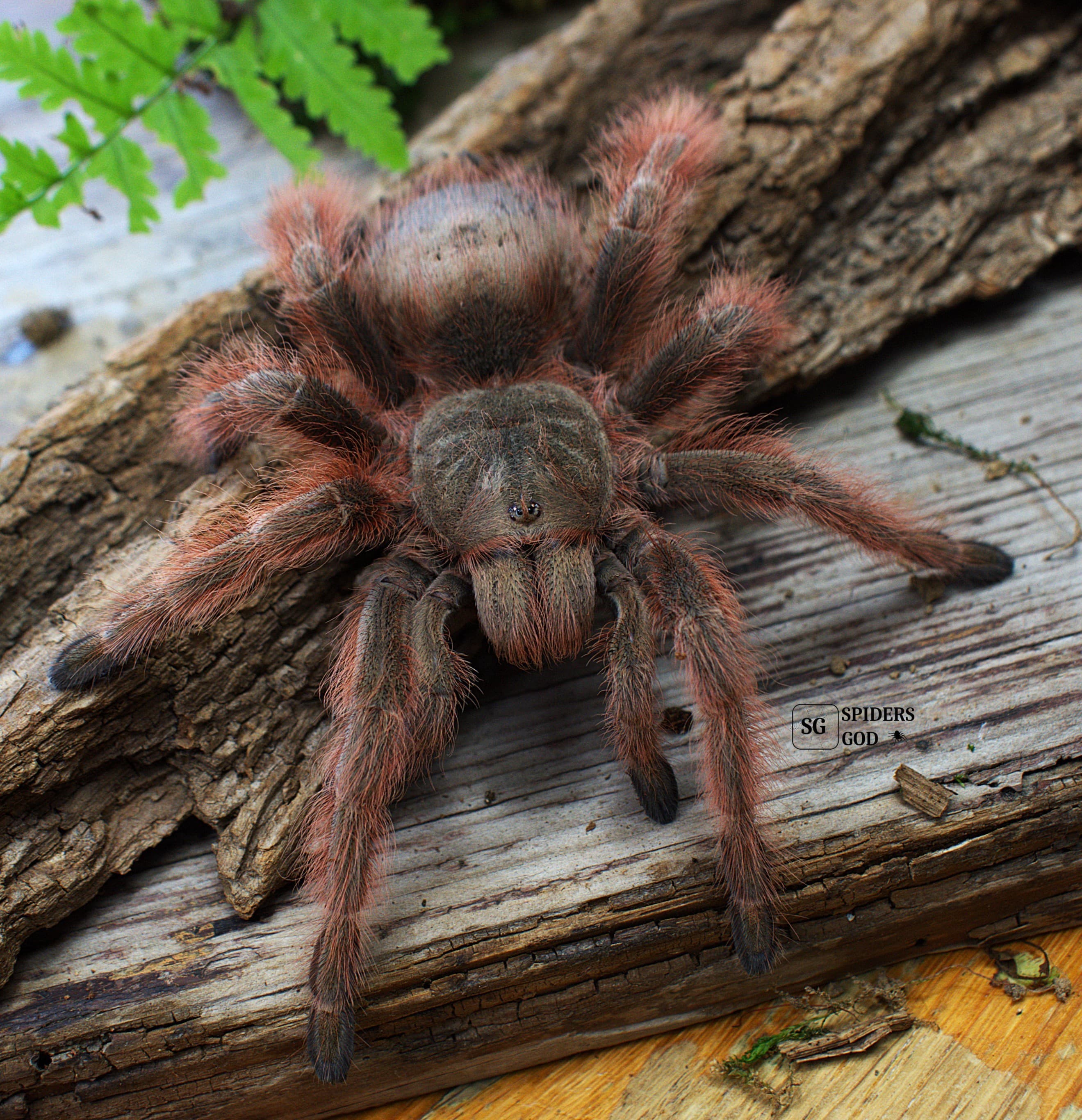 Nhandu tripepii 2,5DC samiec