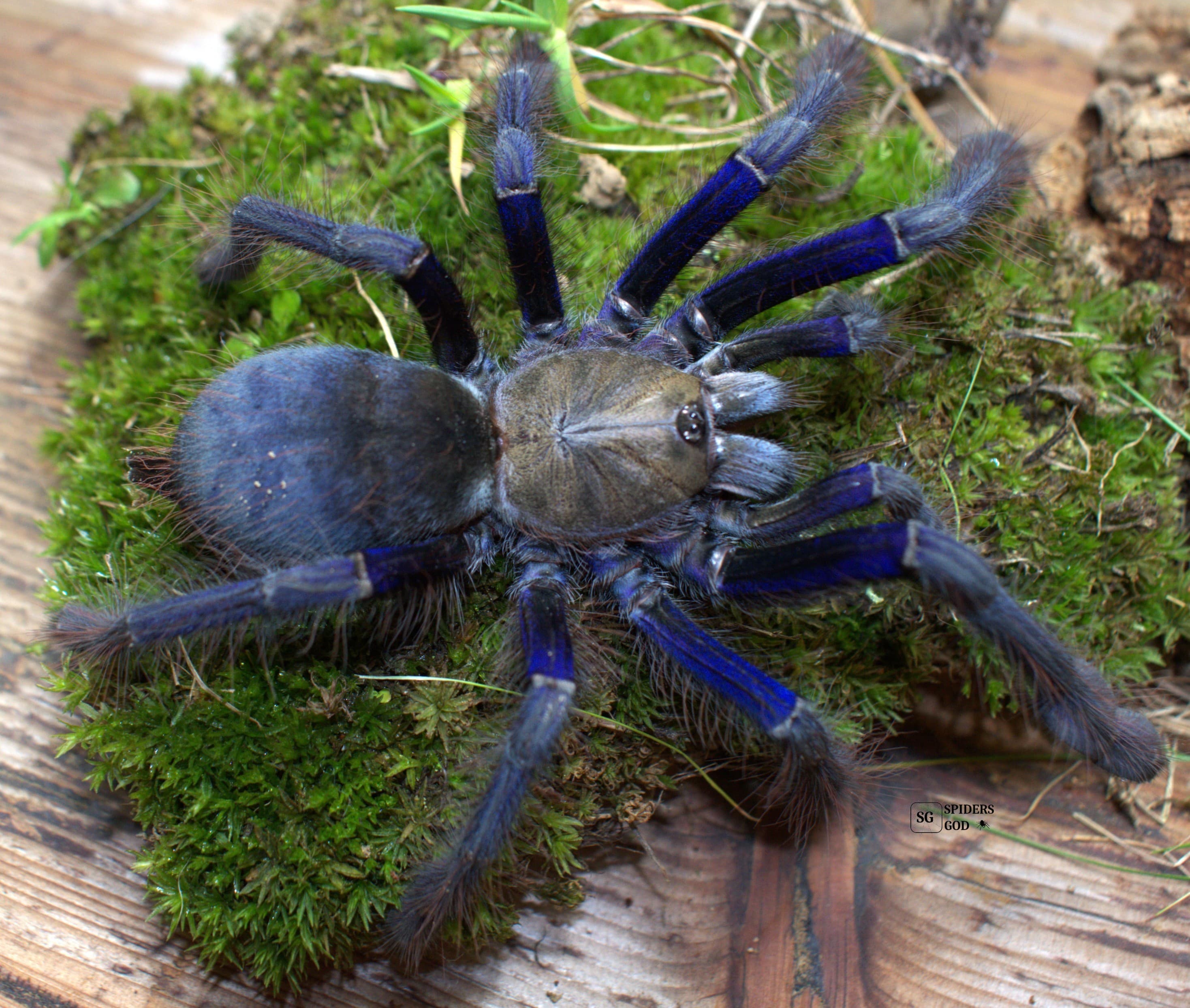 Omothymus violaceopes L